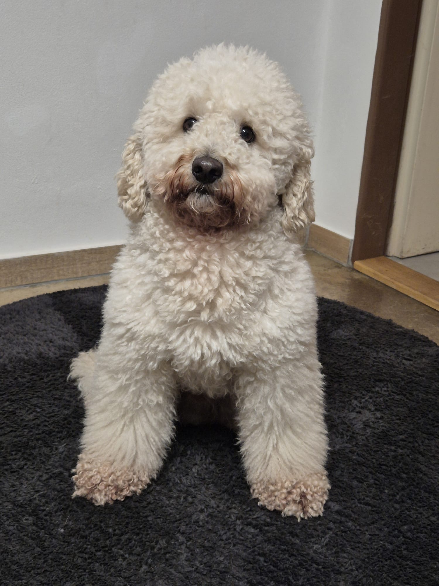 Psí salón Arwen foto 6