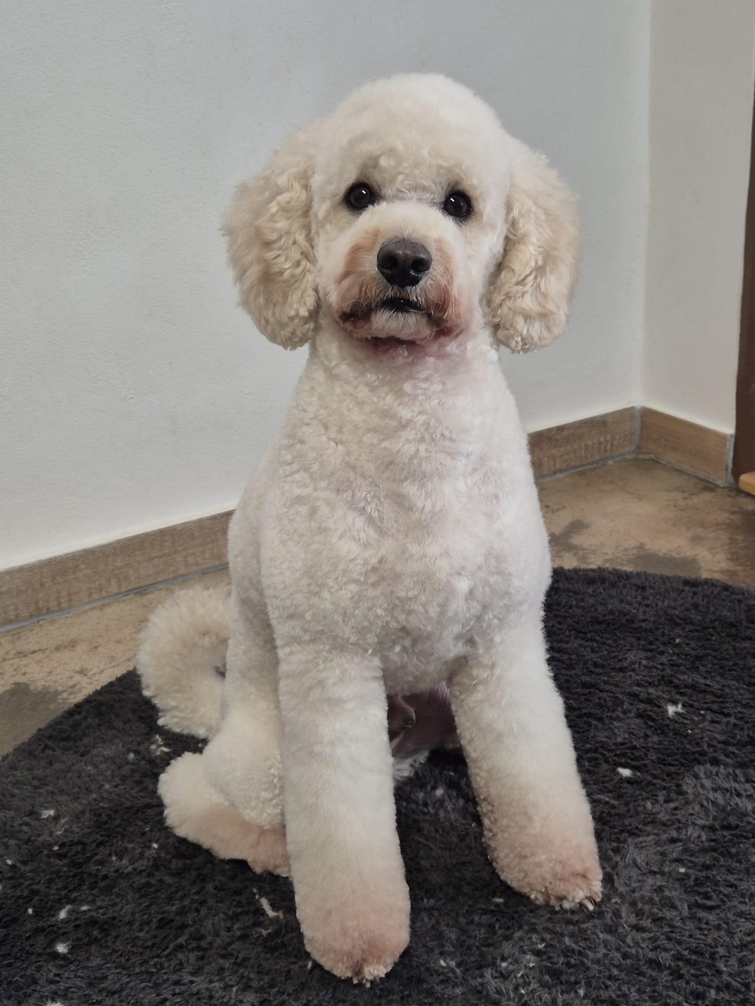 Psí salón Arwen foto 5