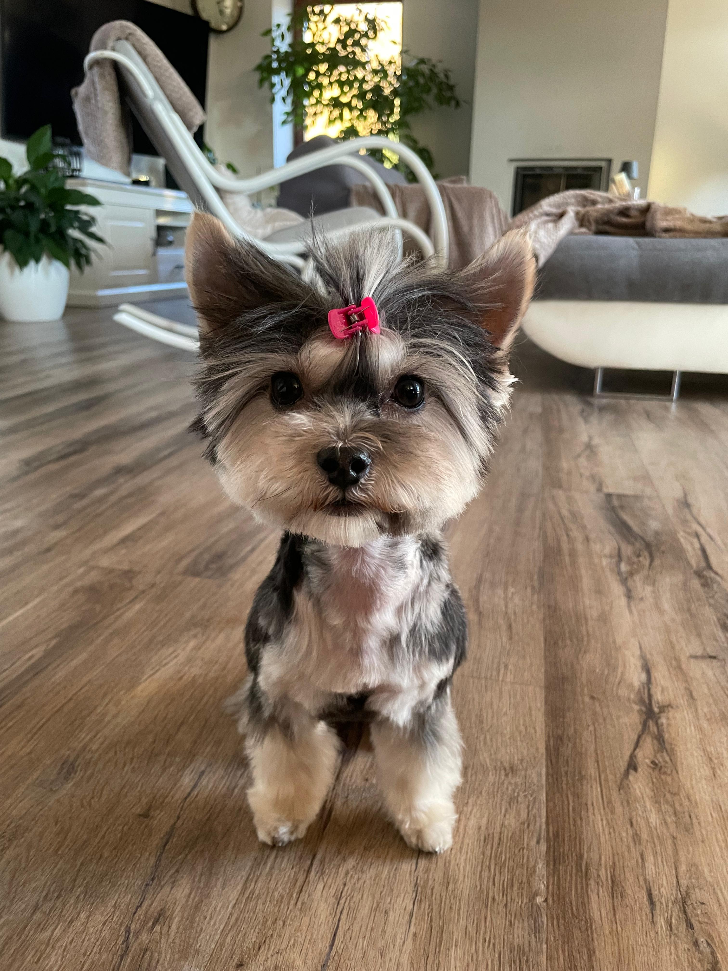 FAJNý salon pro psy foto 5