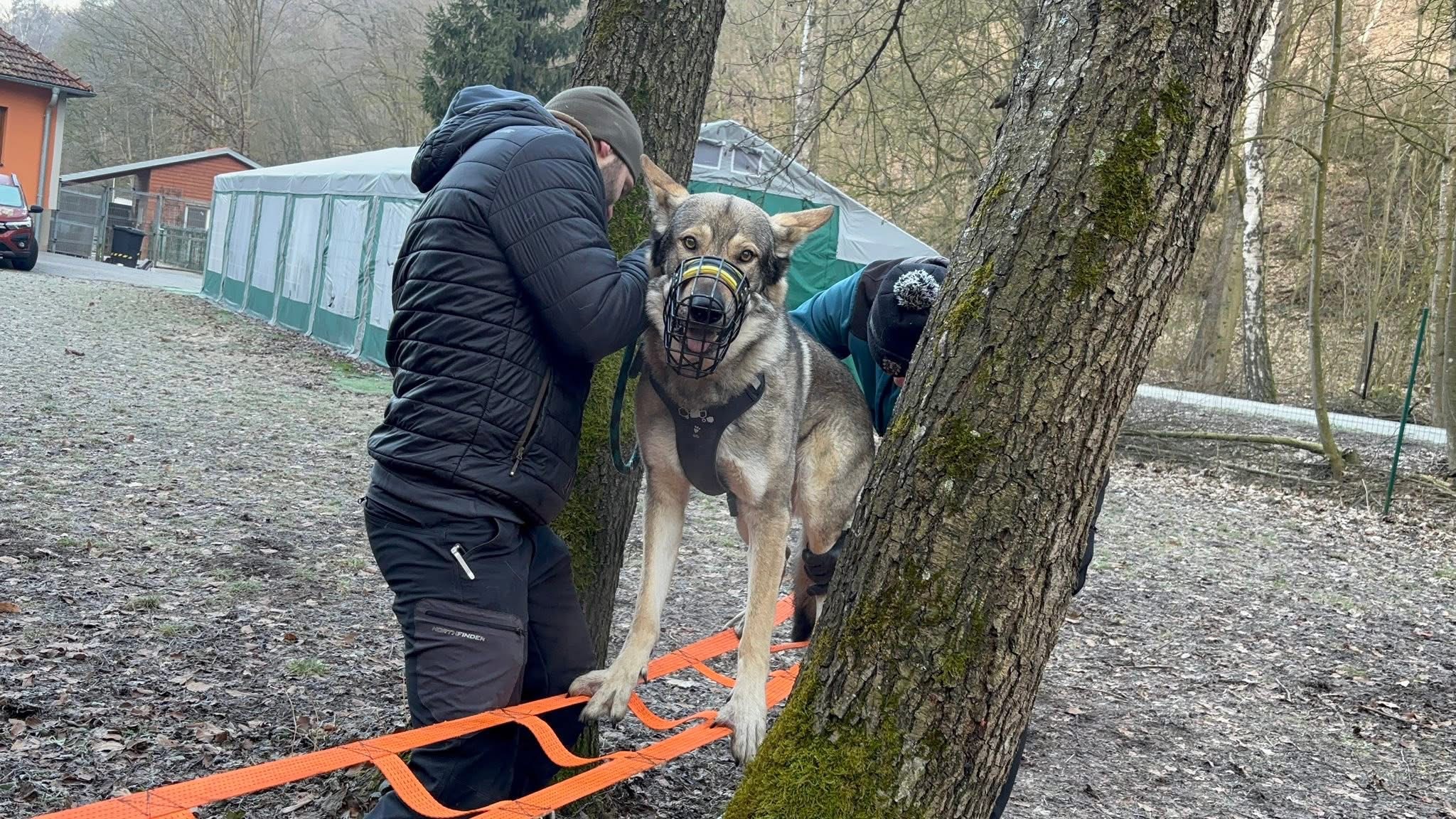 V.R.K. Adamov škola a hotel pro psy foto 6