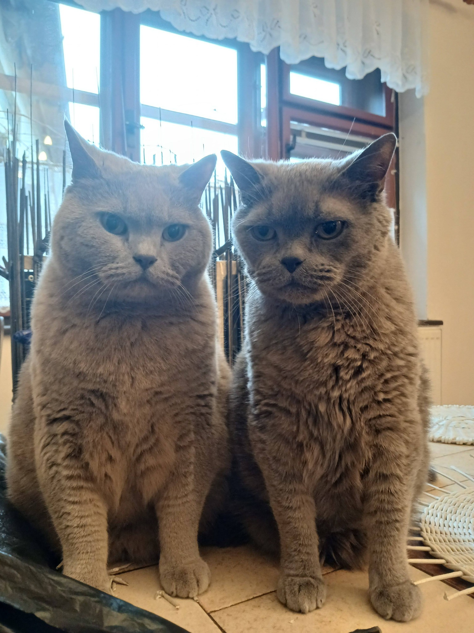 Veterinární ordinace MVDr. Igor Piller foto 2