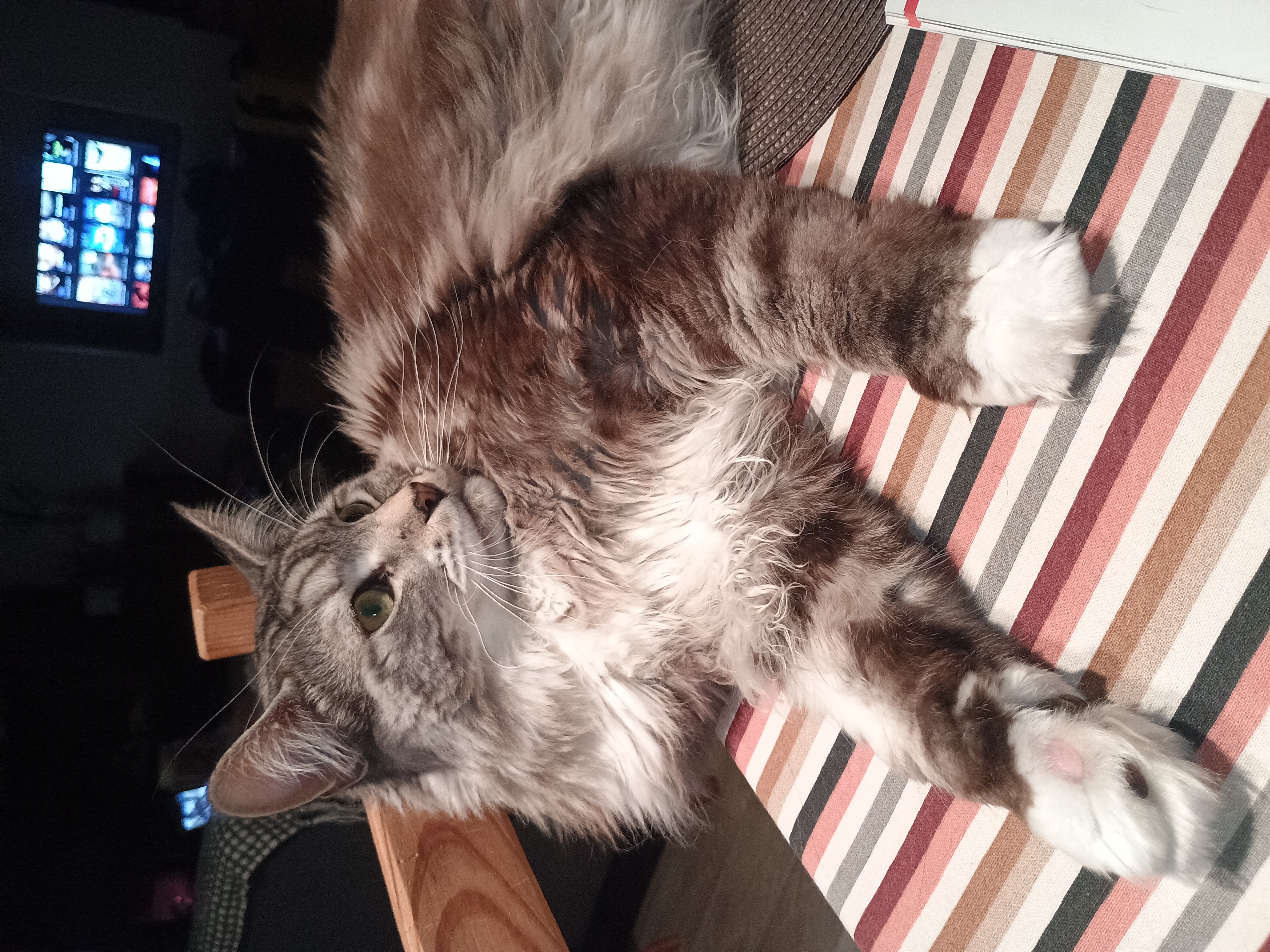 Veterinární klinika Chotěboř foto 5