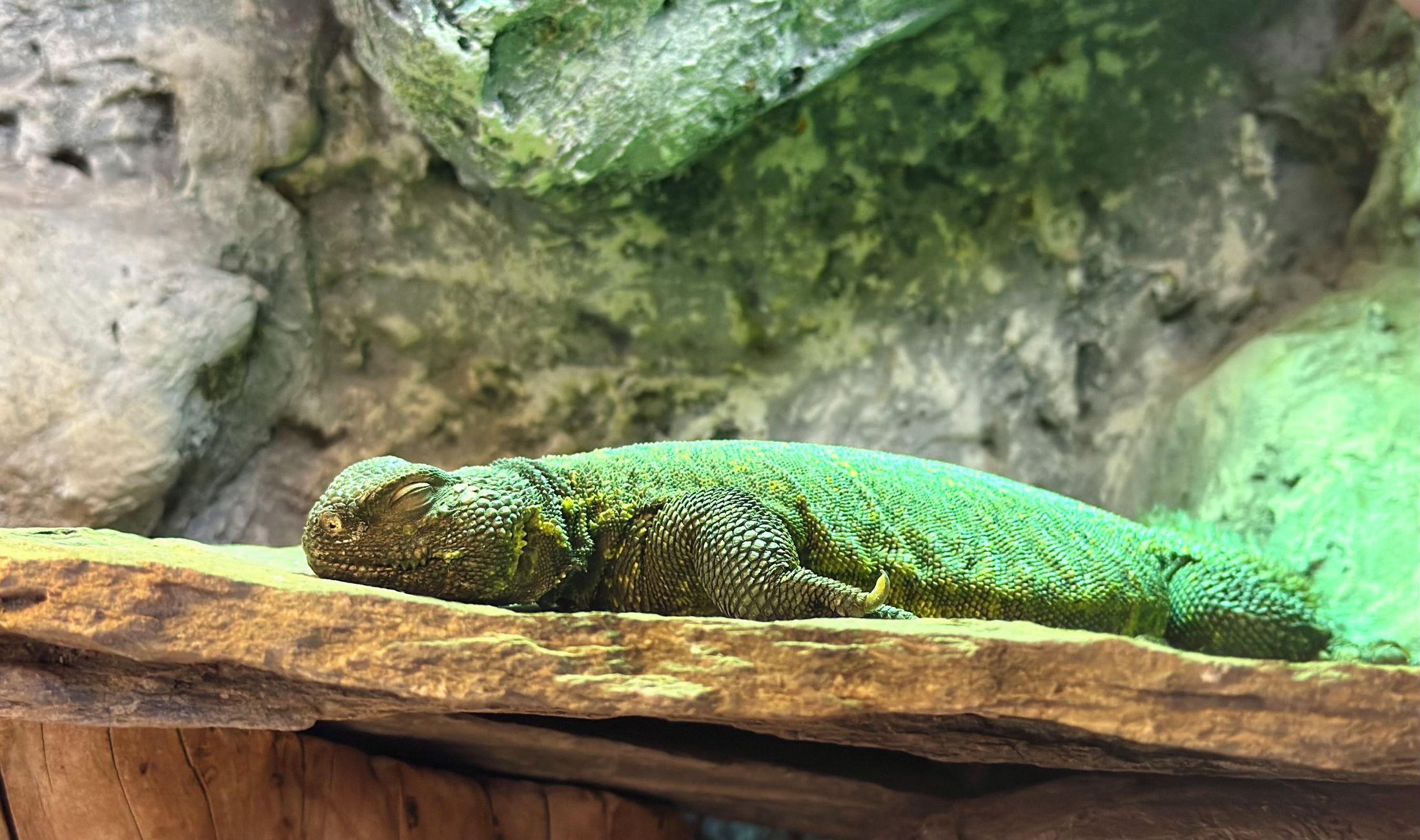 Zoo Wrocław