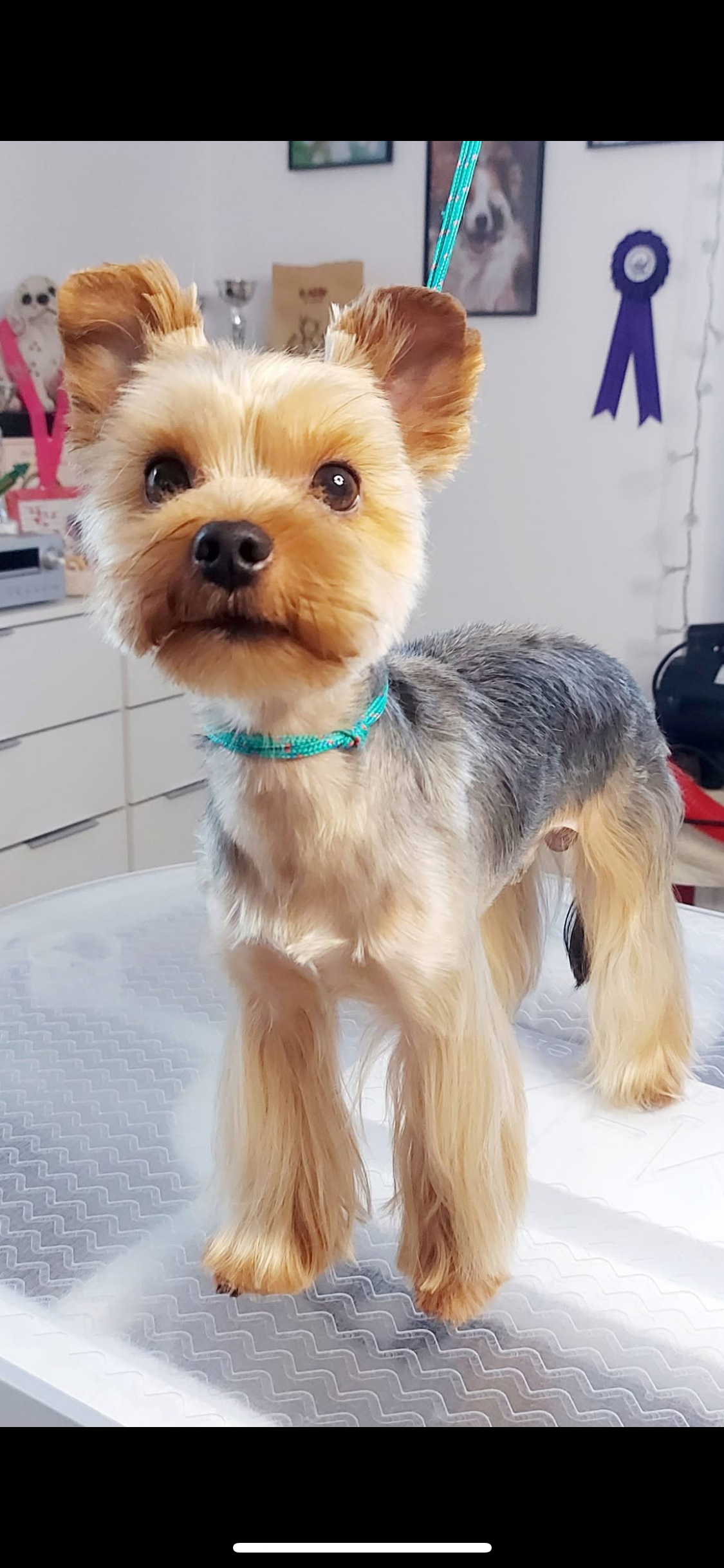 Psí salon na Svatém Kopečku foto 5