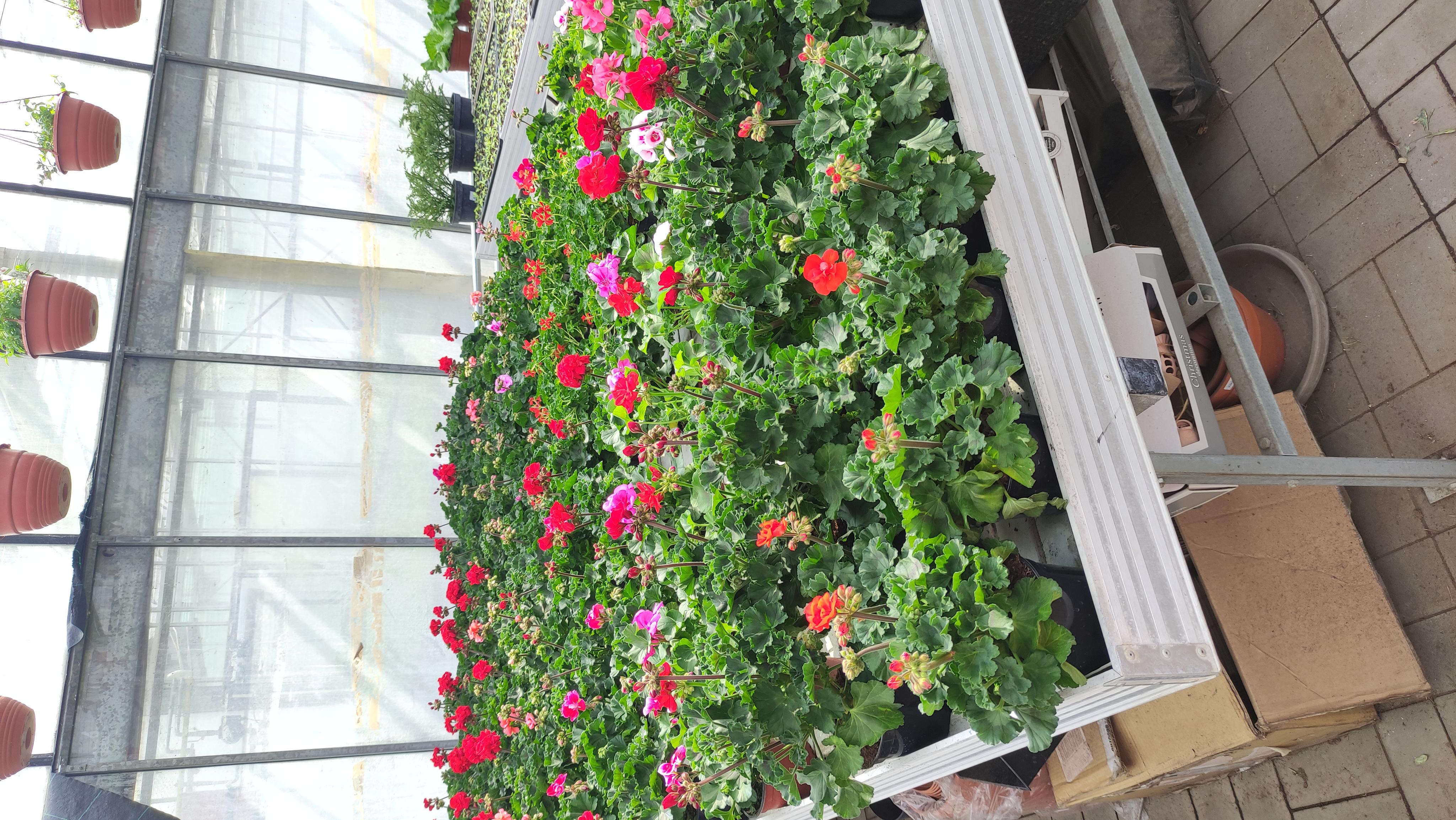 Zahradnictví Škoda foto 6