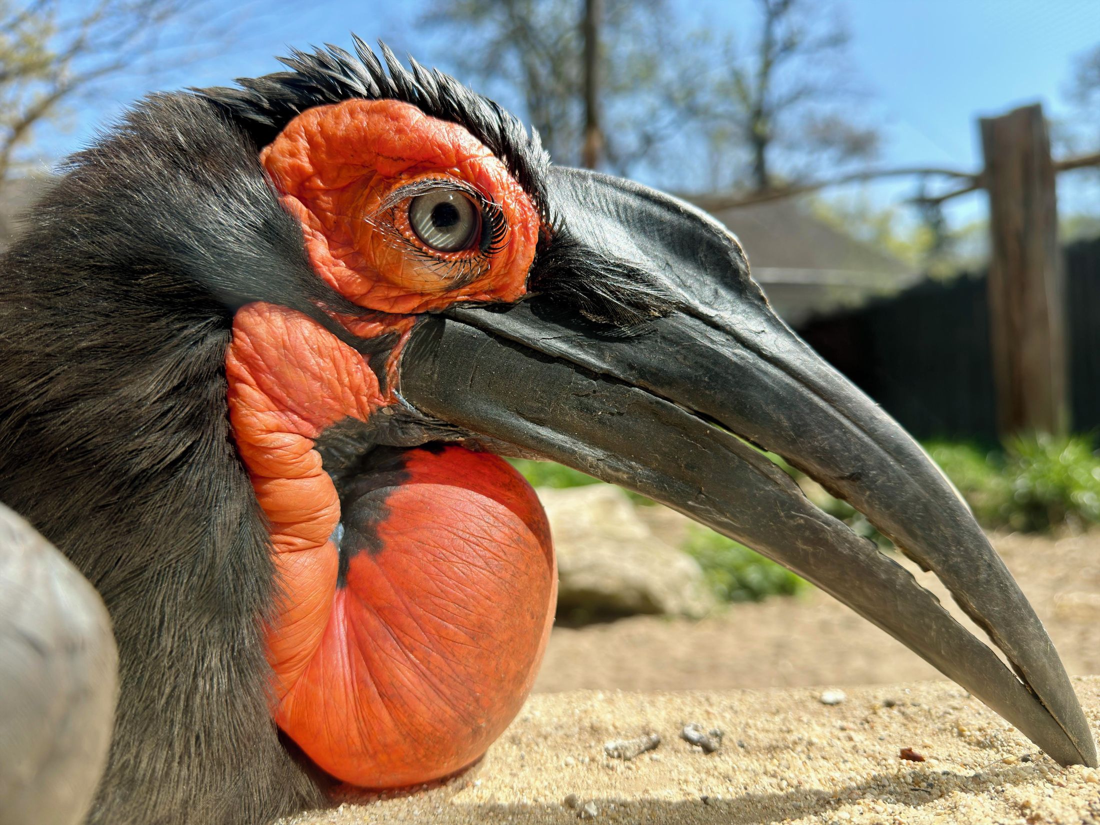 dzioborożec kafryjski