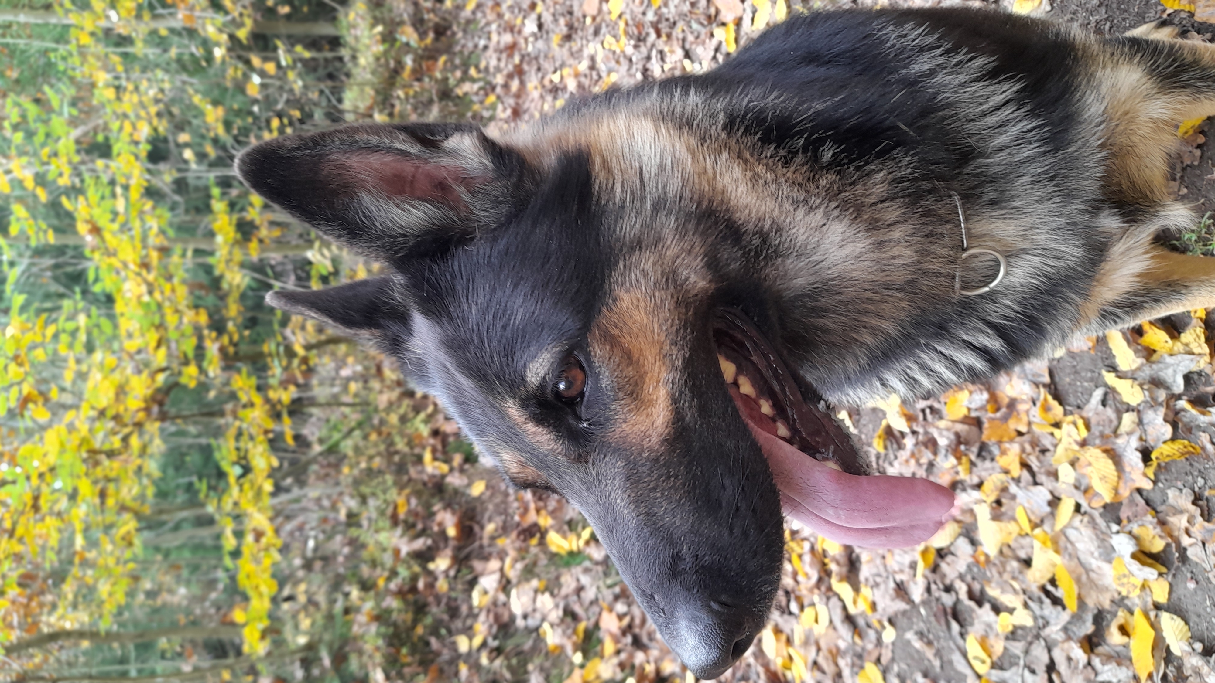 RPVET - VETERINÁRNÍ KLINIKA A POHOTOVOST MVDr. RADEK PROTIVA a kol. foto 4