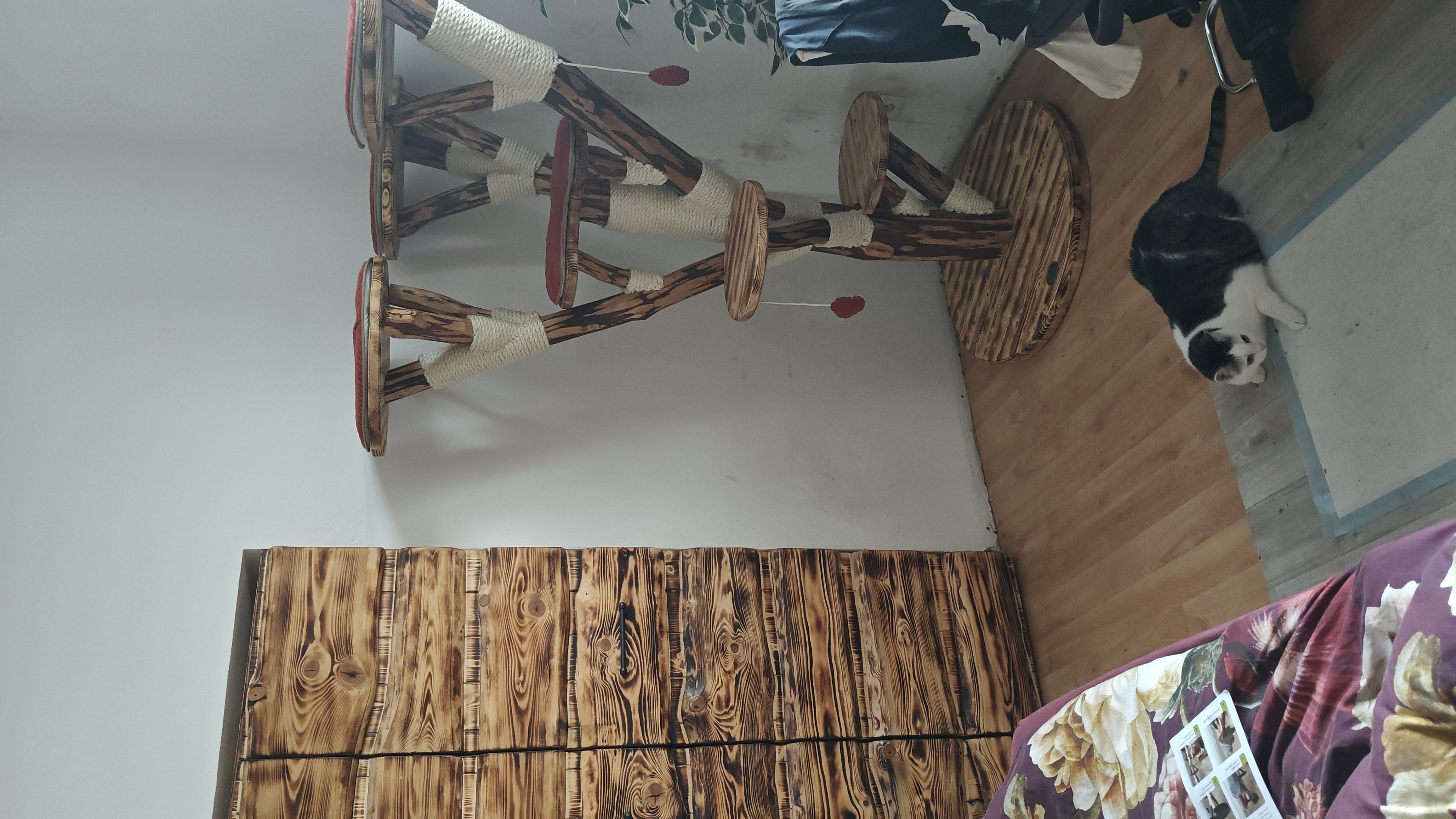 Kočičí stromy foto 3