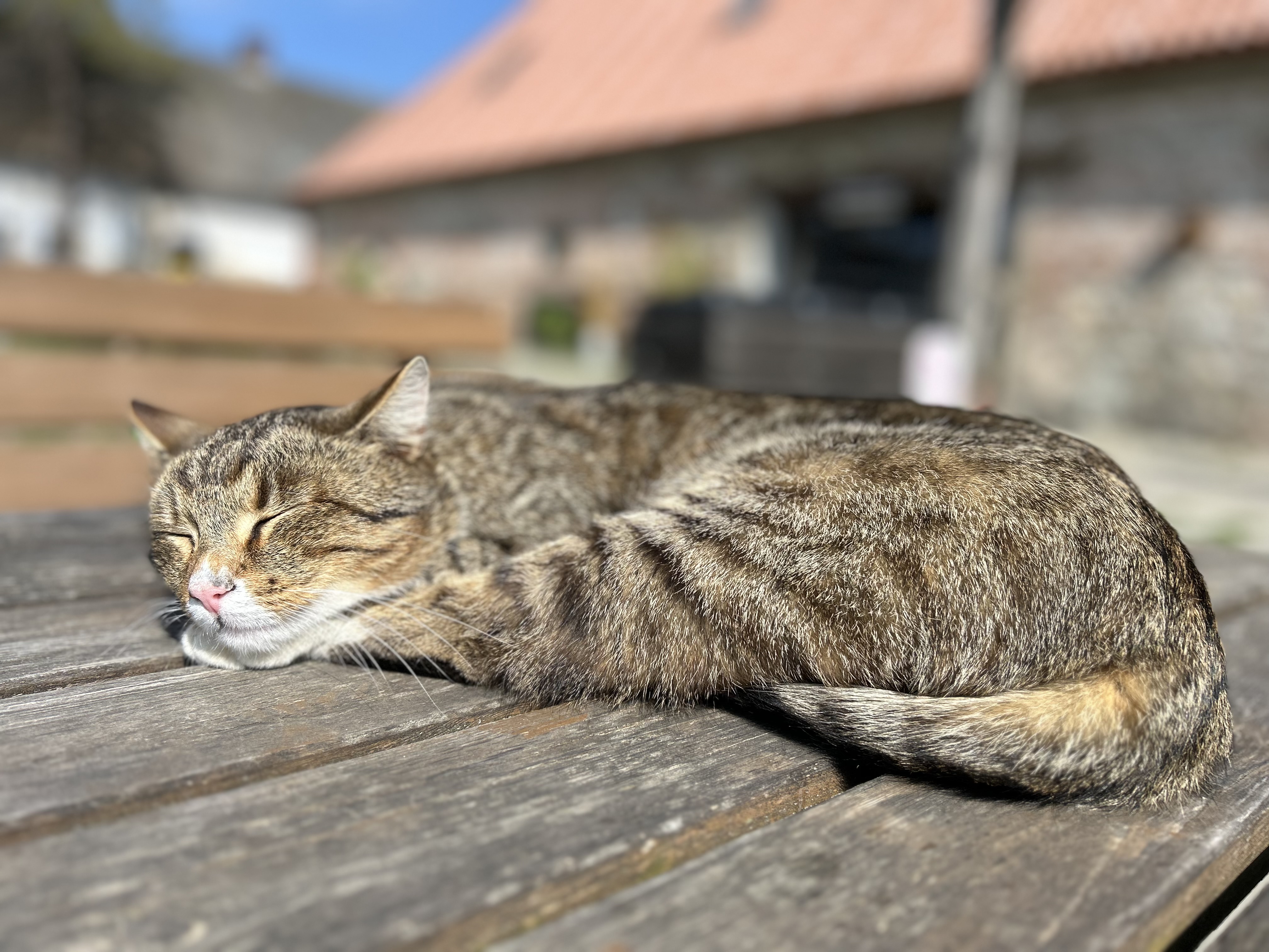 Doubravský Dvůr - Sýpka foto 4