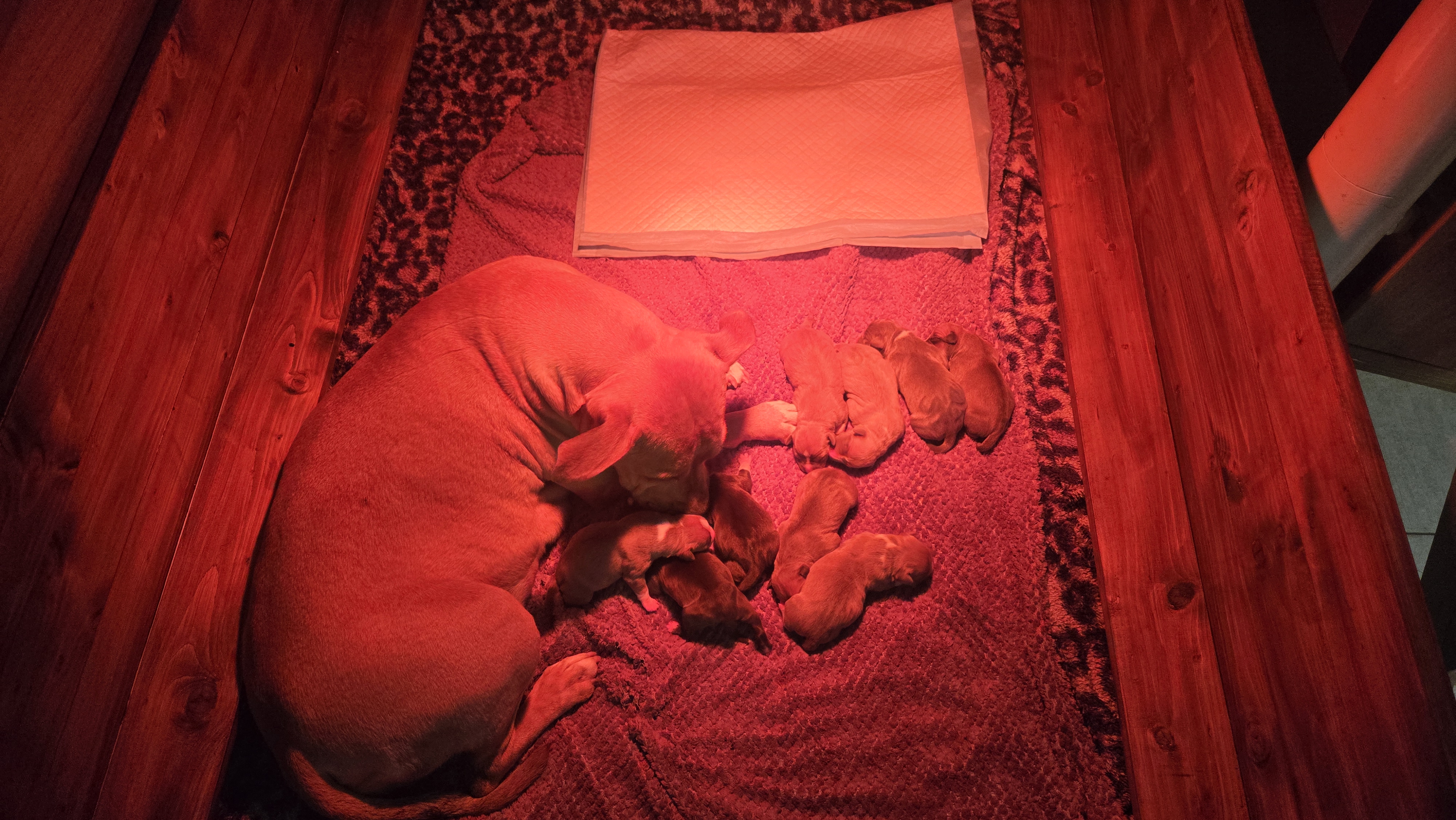 Veterinární klinika VYVET s.r.o. foto 5