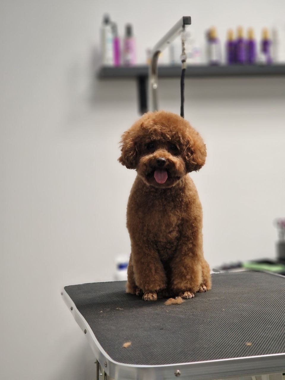 Barber pet Plzeň foto 5