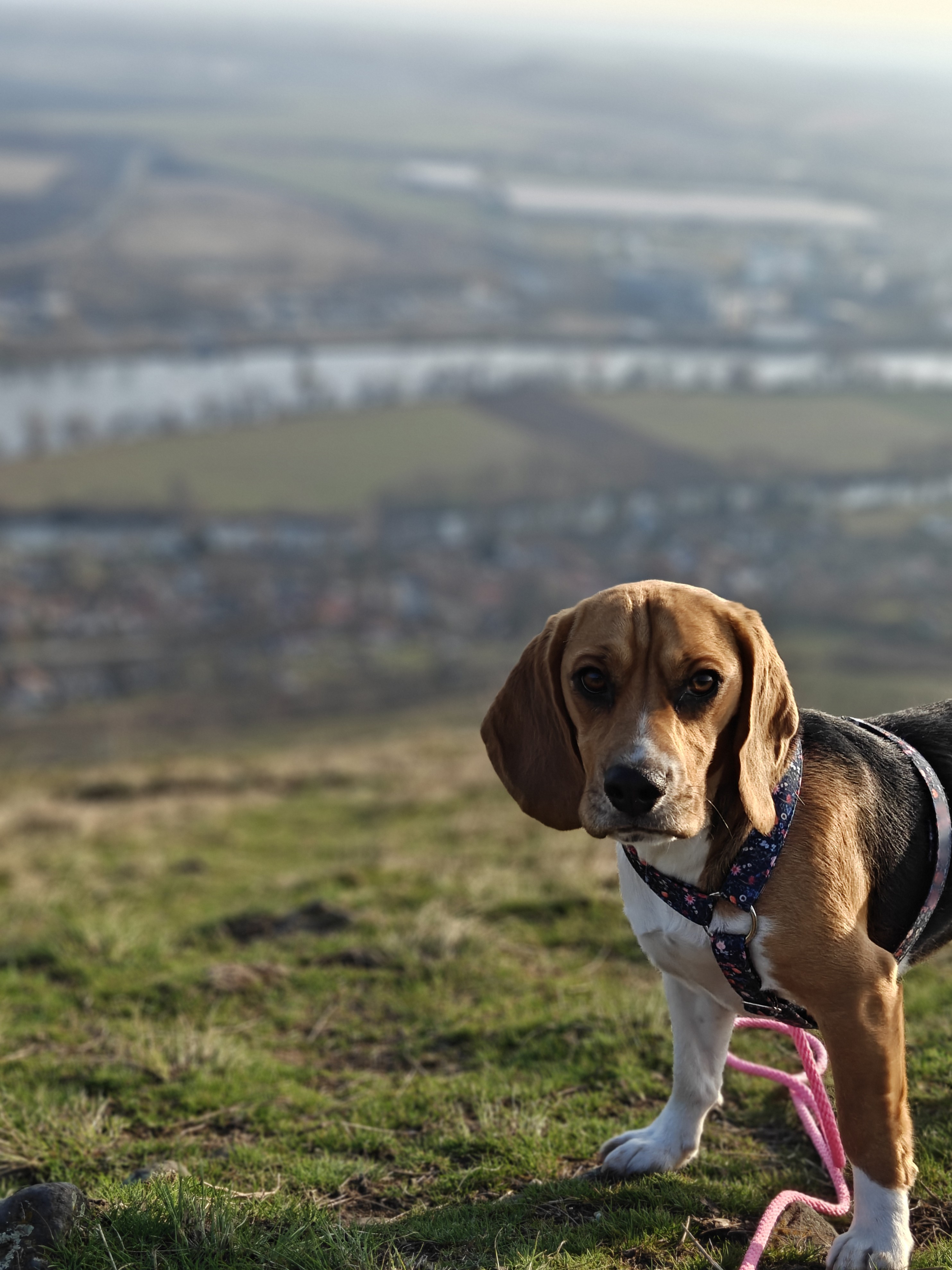 Hlídání u Pavlínky foto 2