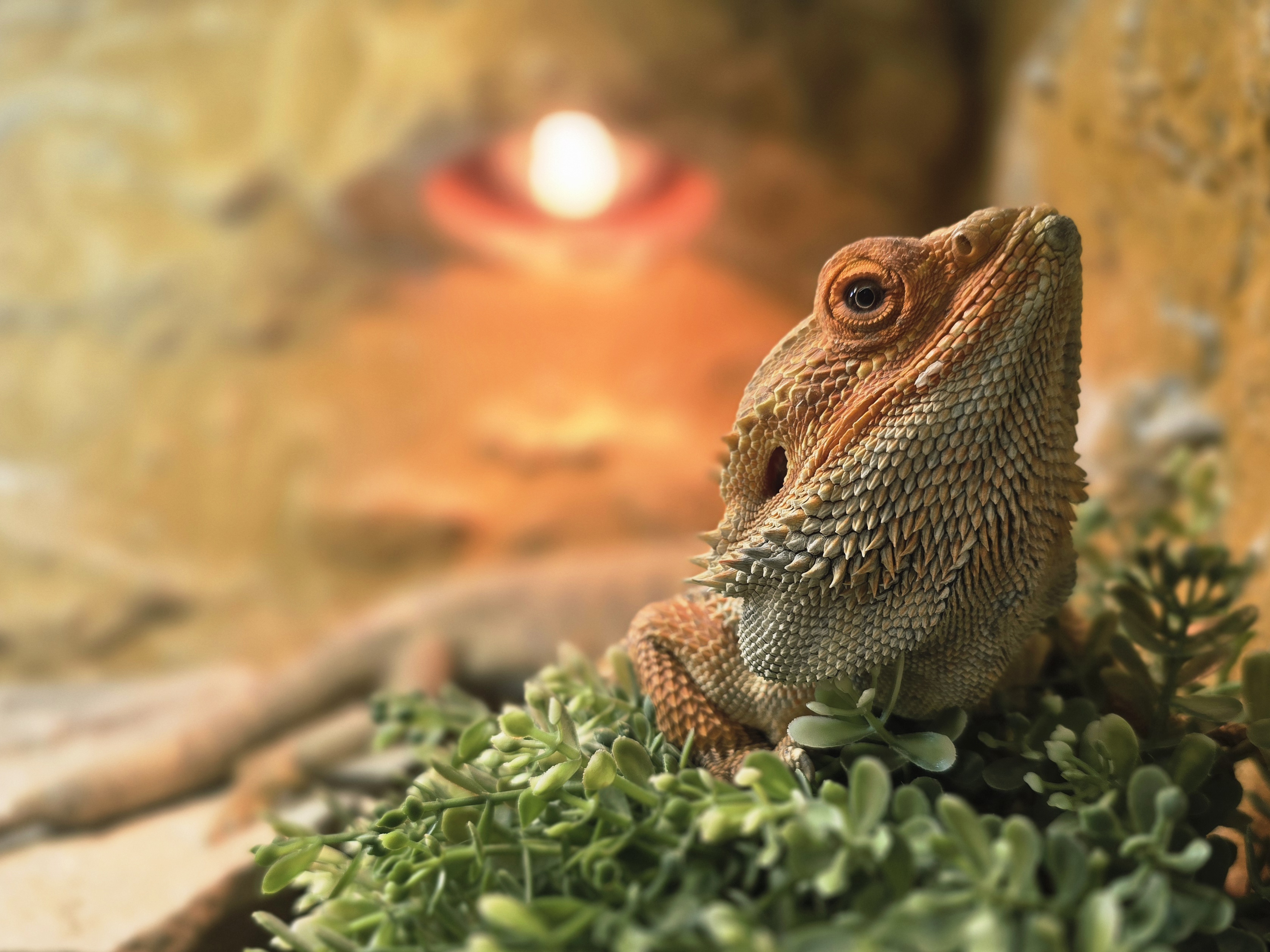 Botanická zahrada při VOŠ a SZEŠ v Táboře foto 2