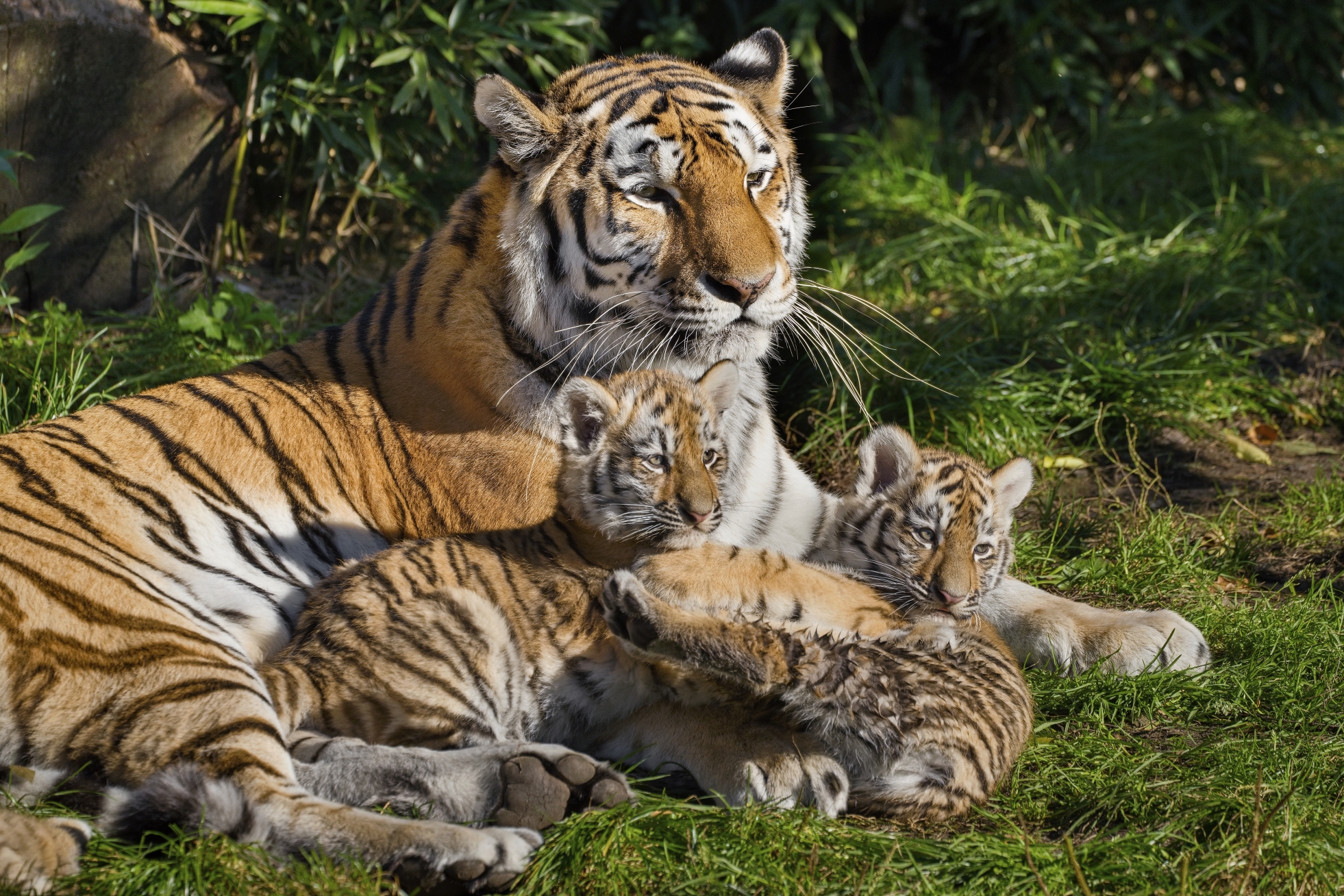 Jihočeská zoologická zahrada Hluboká nad Vltavou foto 5