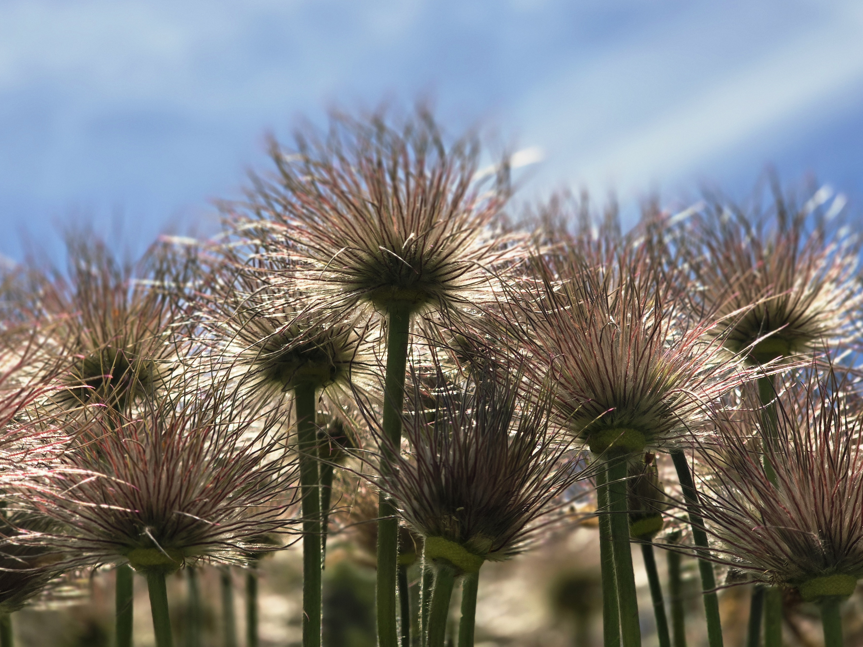Botanická zahrada při VOŠ a SZEŠ v Táboře foto 4