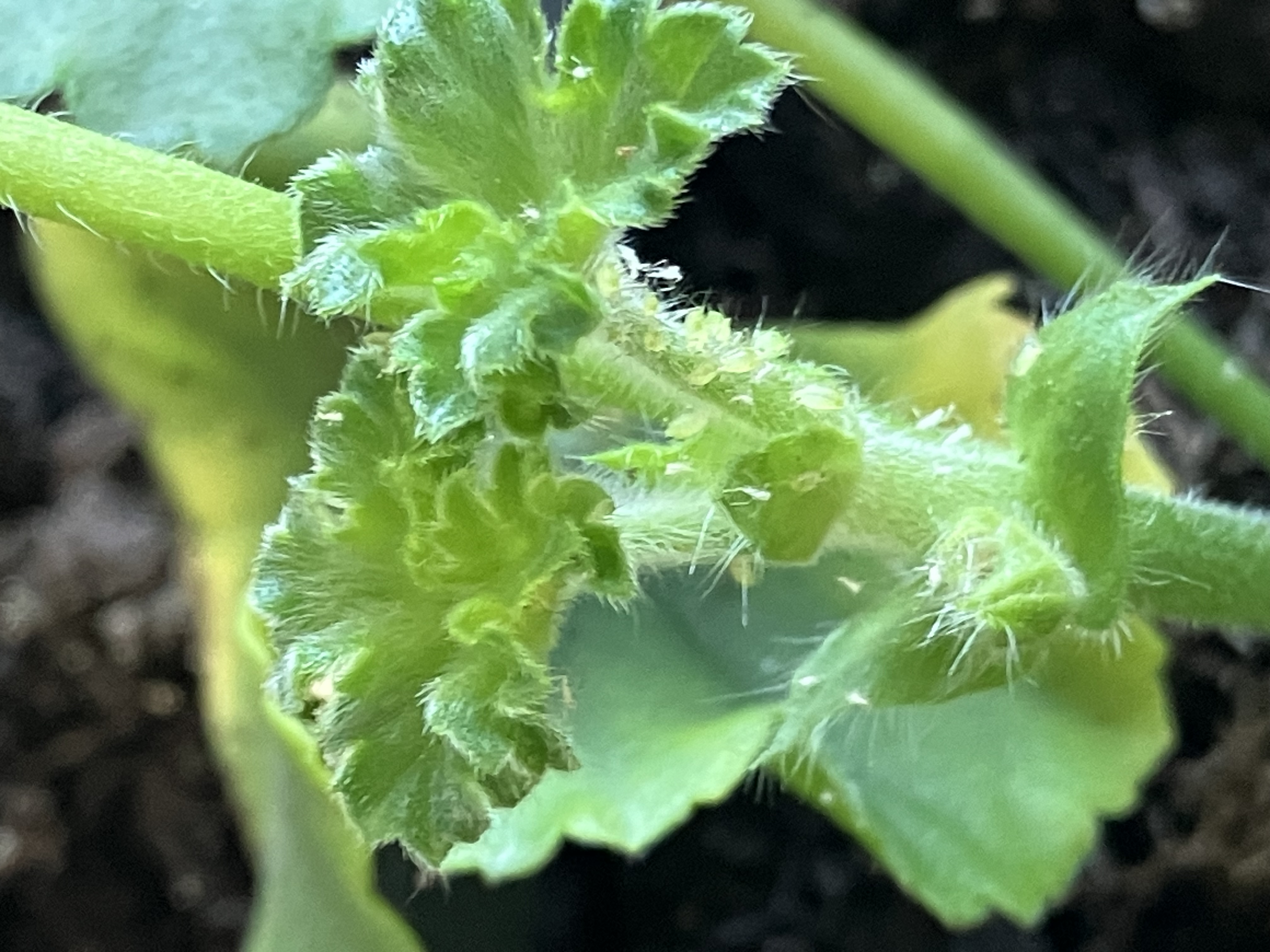 Zahradnictví Lukon Glads foto 6