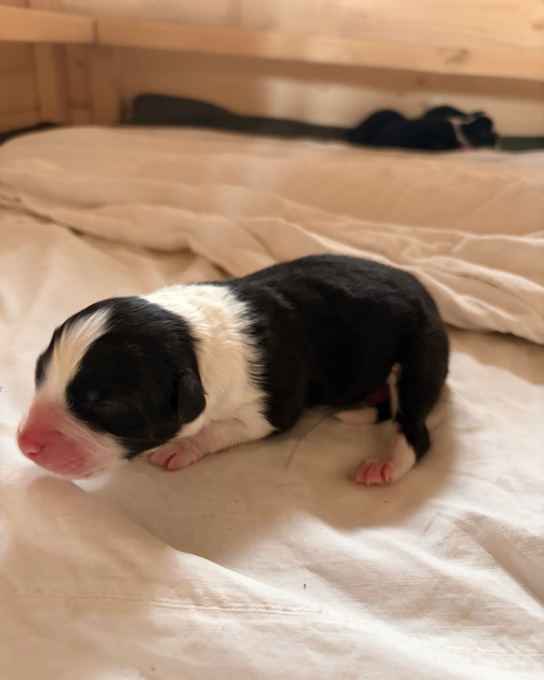 SAMOHÝLOVÁ veterinární klinika s r.o. foto 4