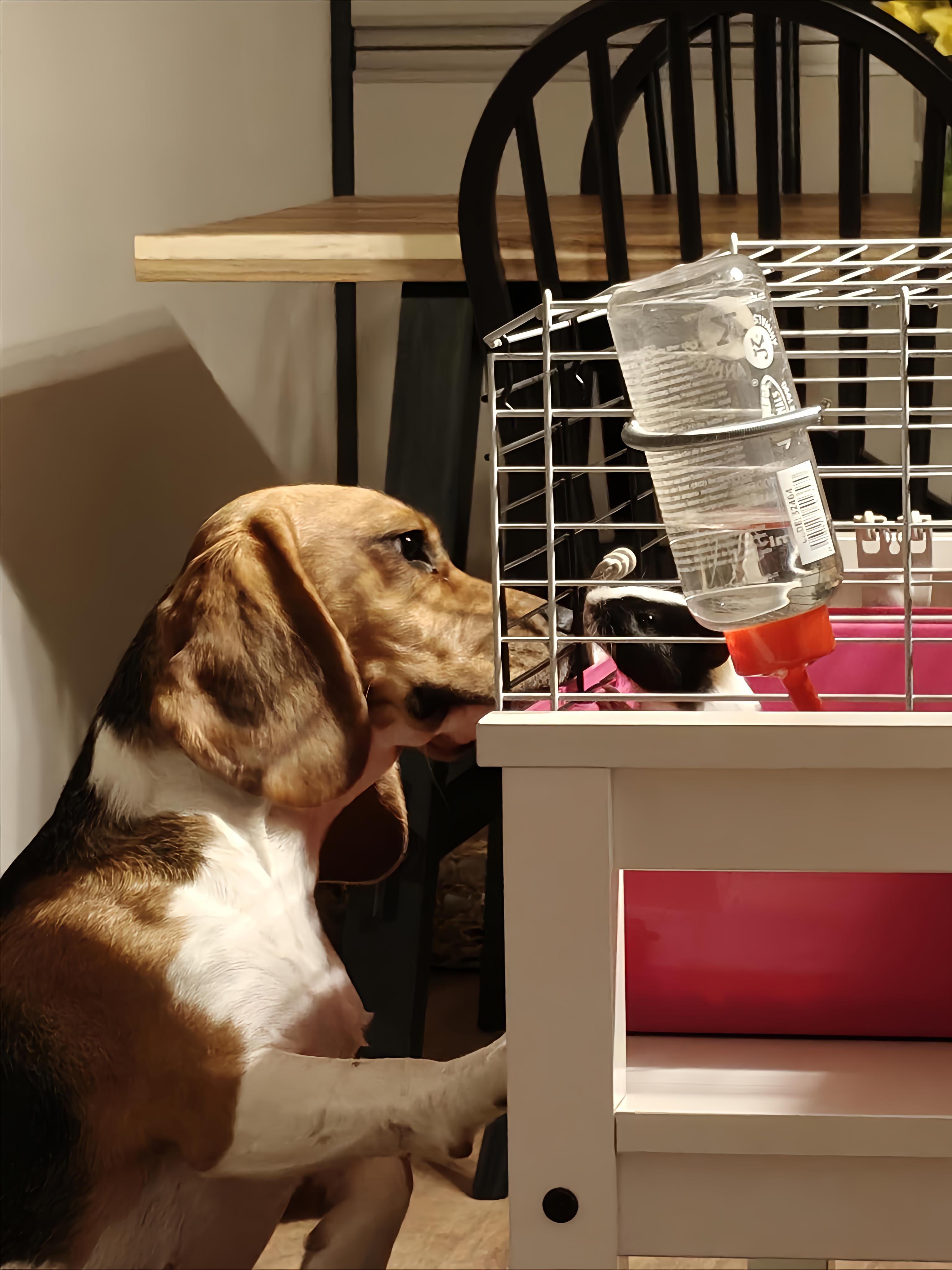 Hlídání u Pavlínky foto 5