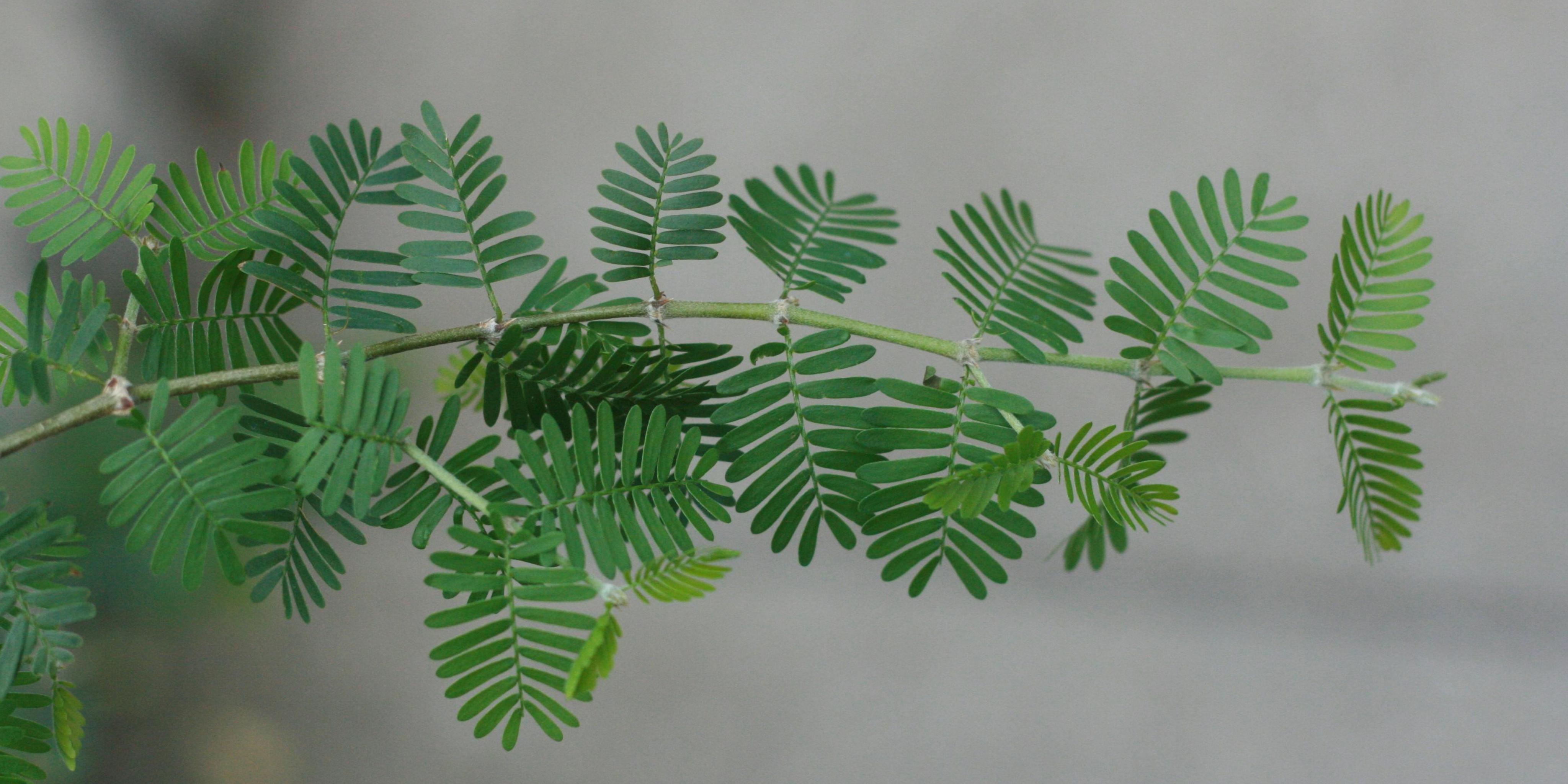 Rostlinkovo.cz foto 2