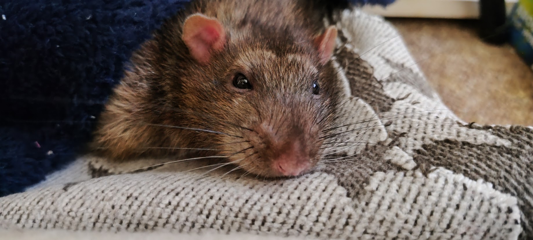 VetNAC - veterinární ordinace MVDr. Barbora Kykalová foto 5