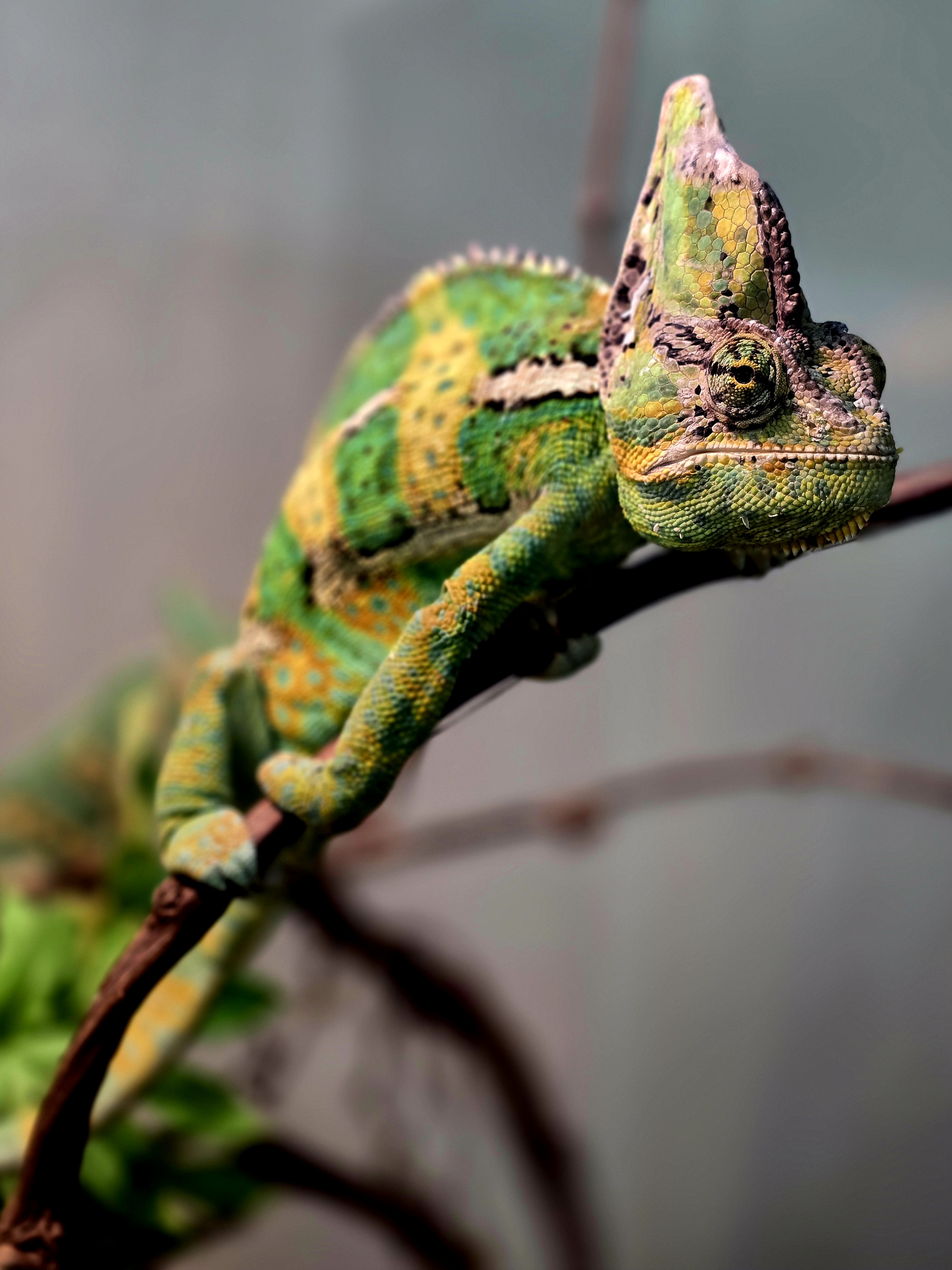 Botanická zahrada při VOŠ a SZEŠ v Táboře foto 3