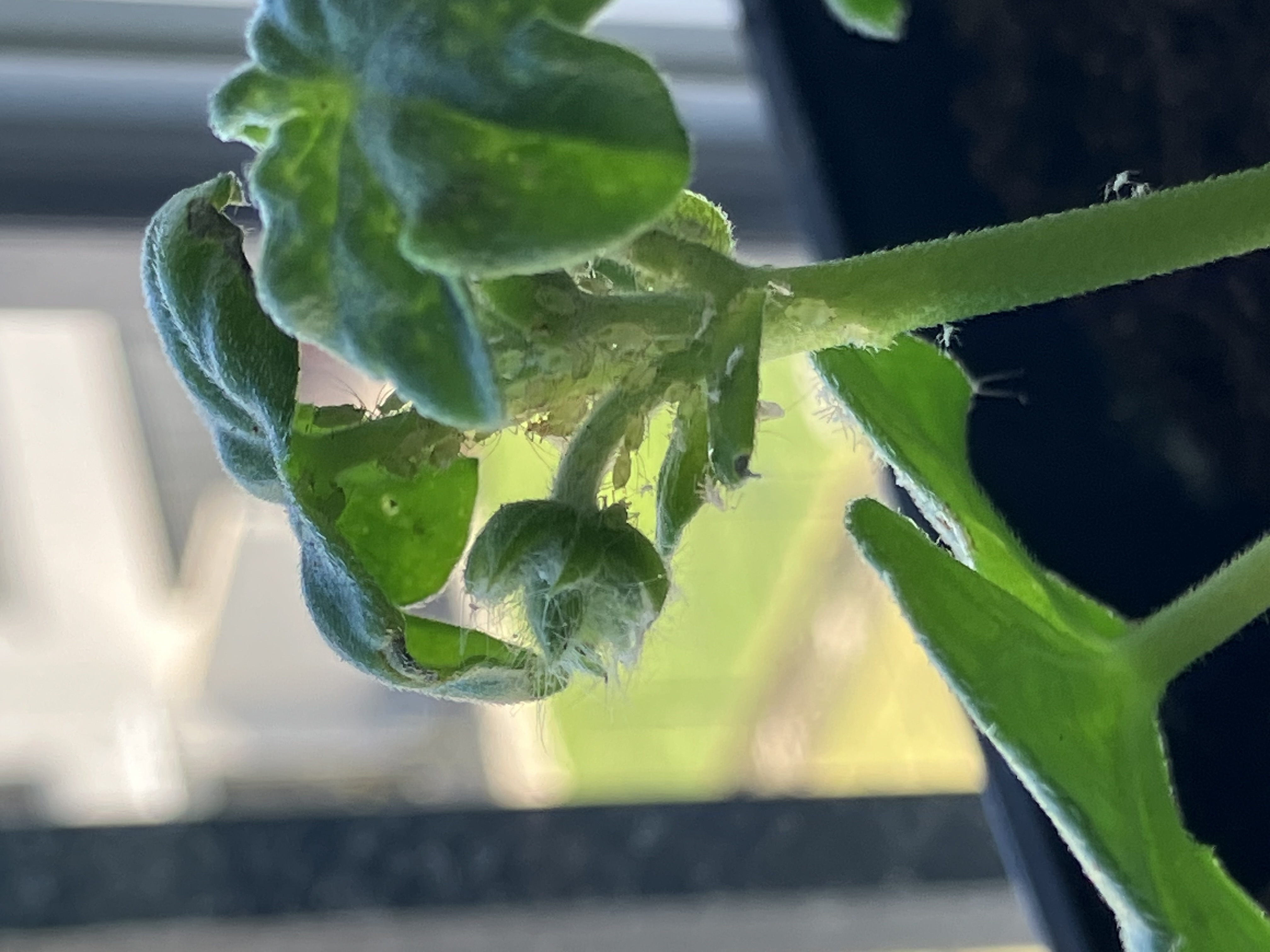 Zahradnictví Lukon Glads foto 5