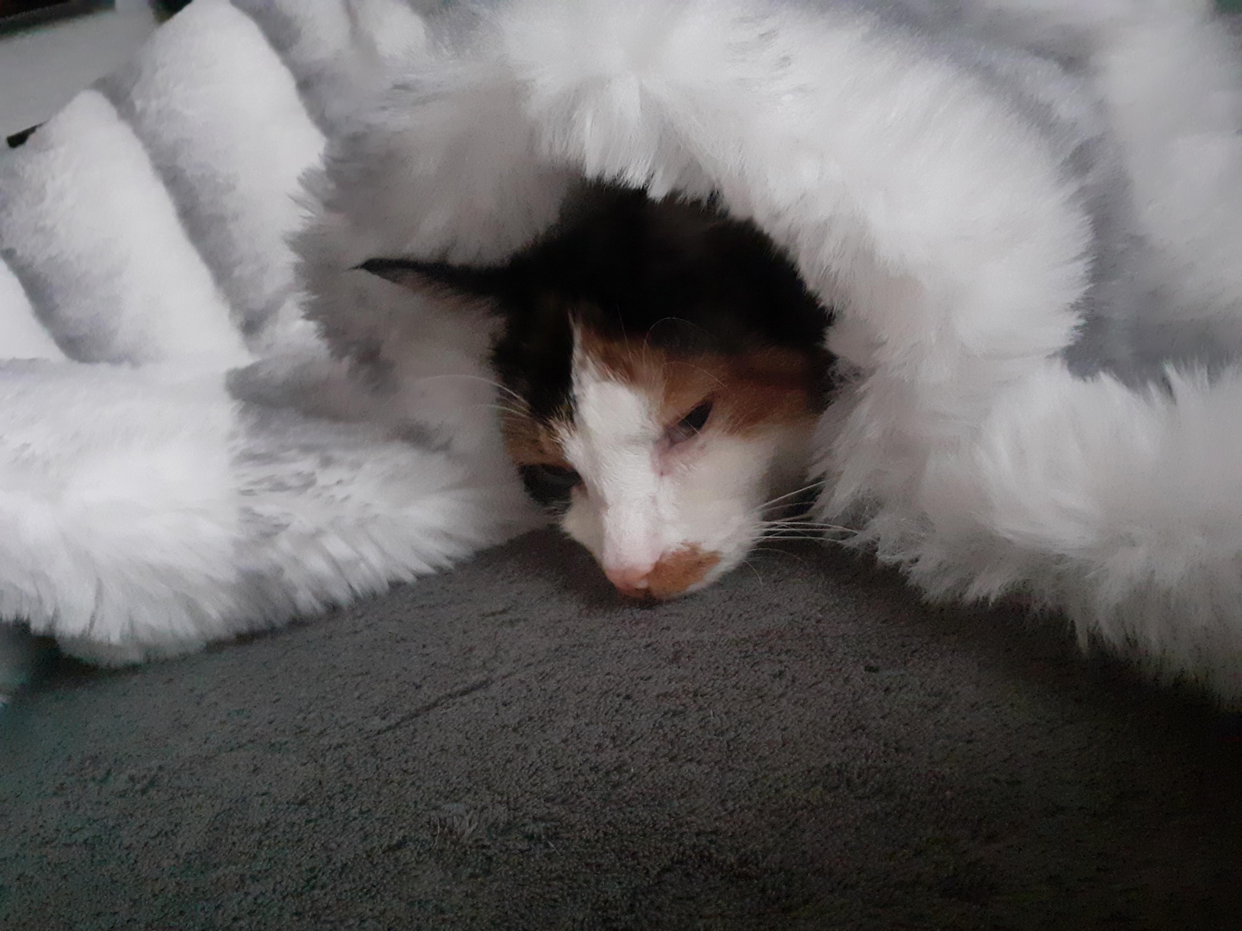 Veterinární klinika Zvířecí doktor foto 3