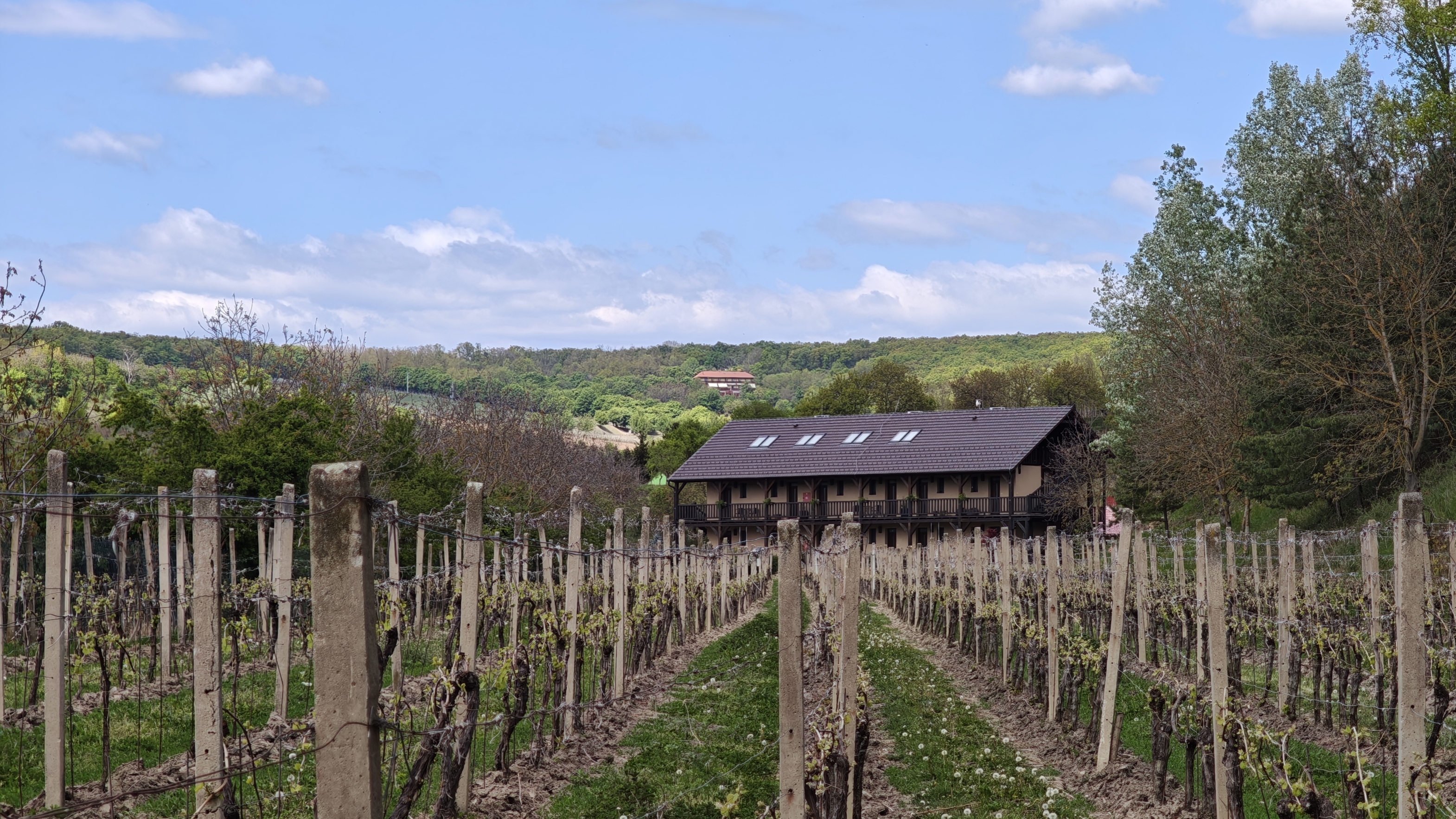 Penzion Ve Vinohradě foto 6