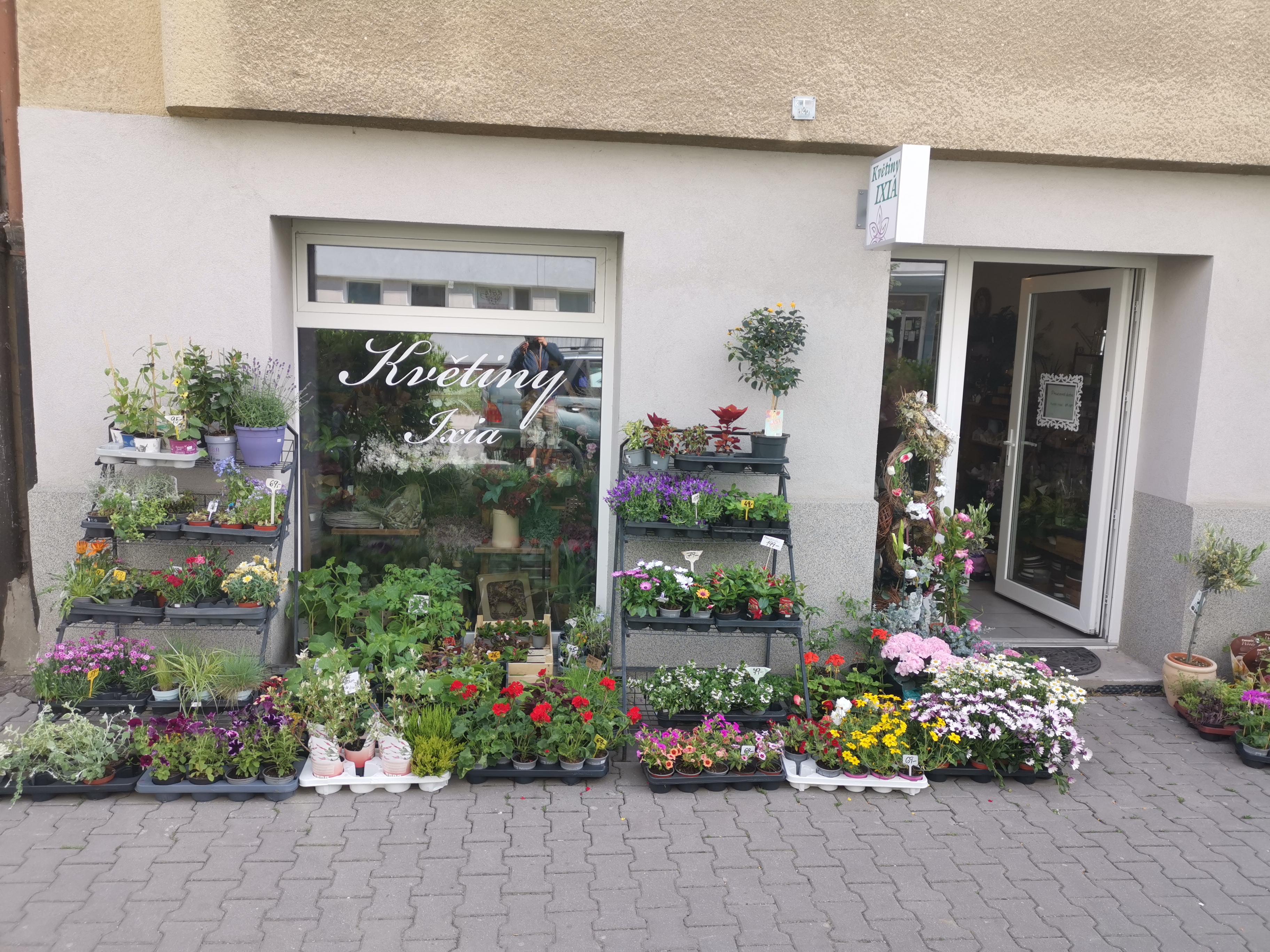 Květiny IXIA foto 2