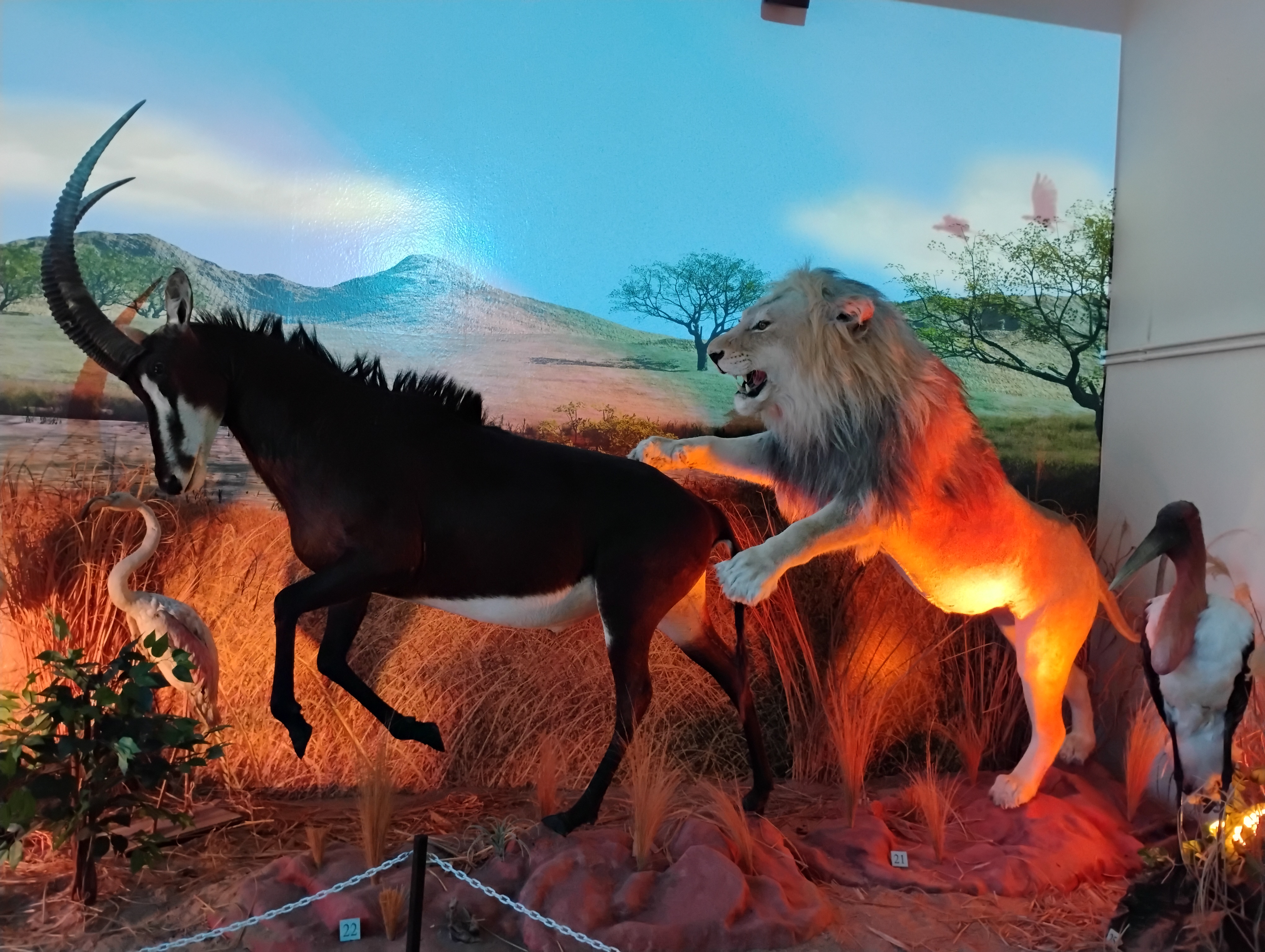Africké muzeum Dr. Emila Holuba foto 6