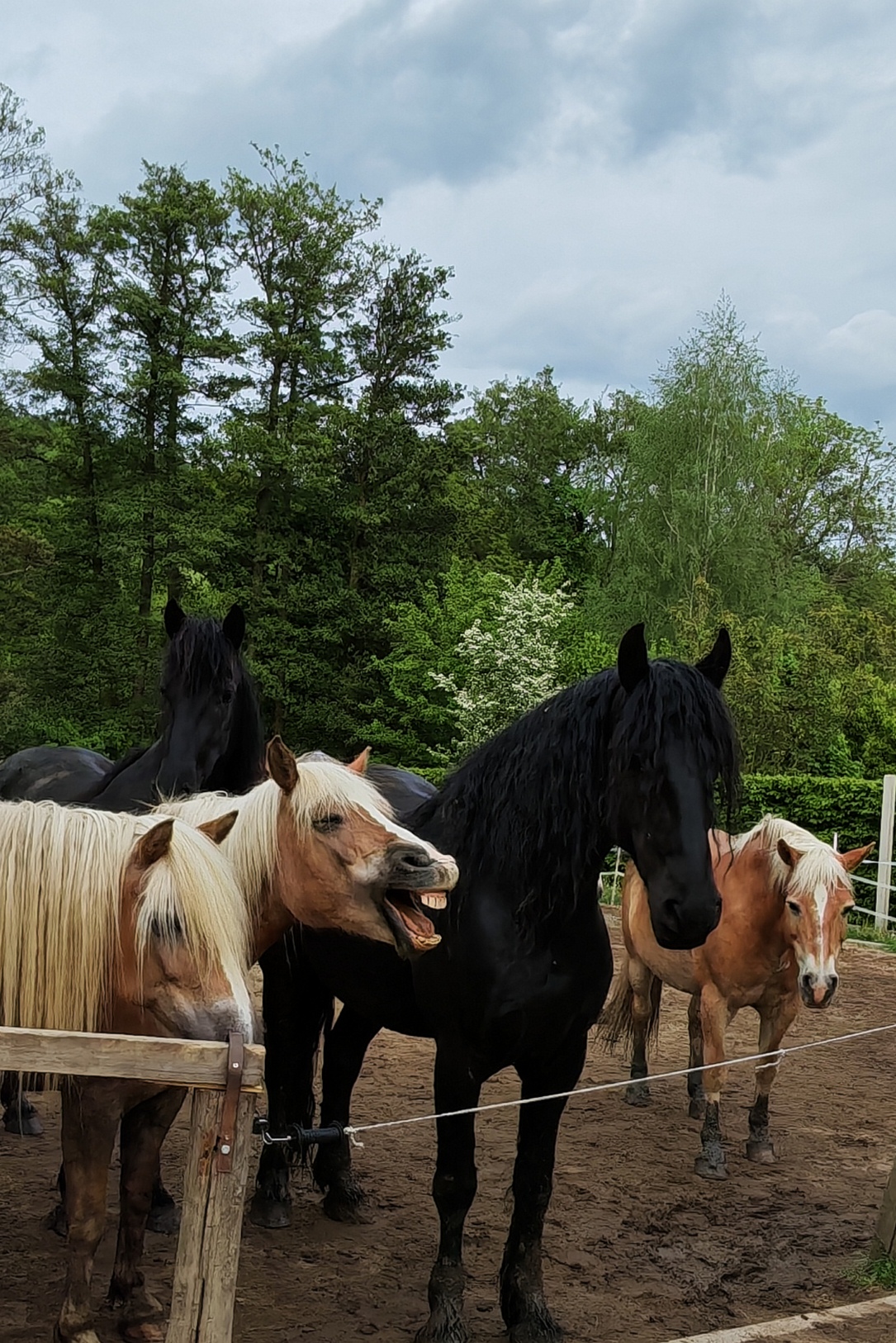 Horse gang foto 3