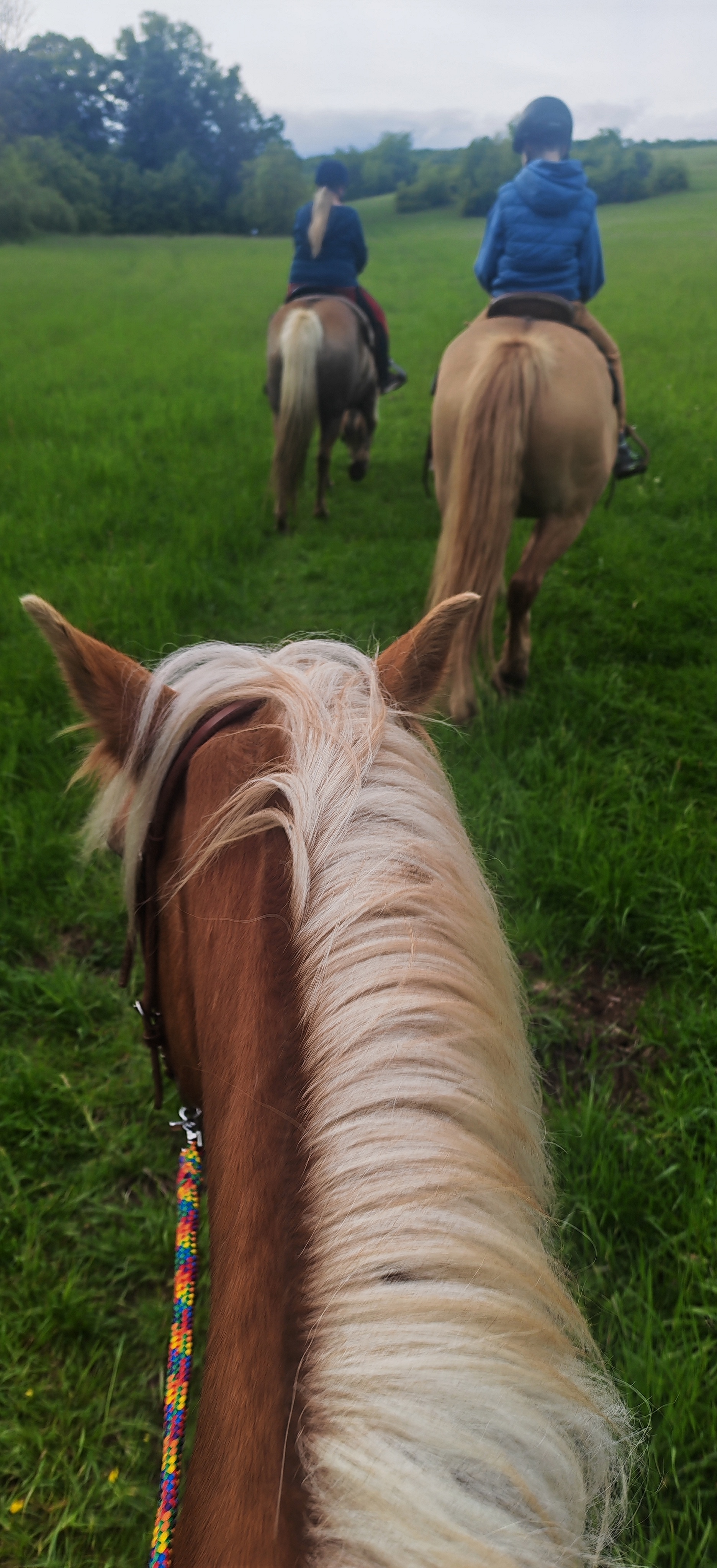 Horse gang foto 2