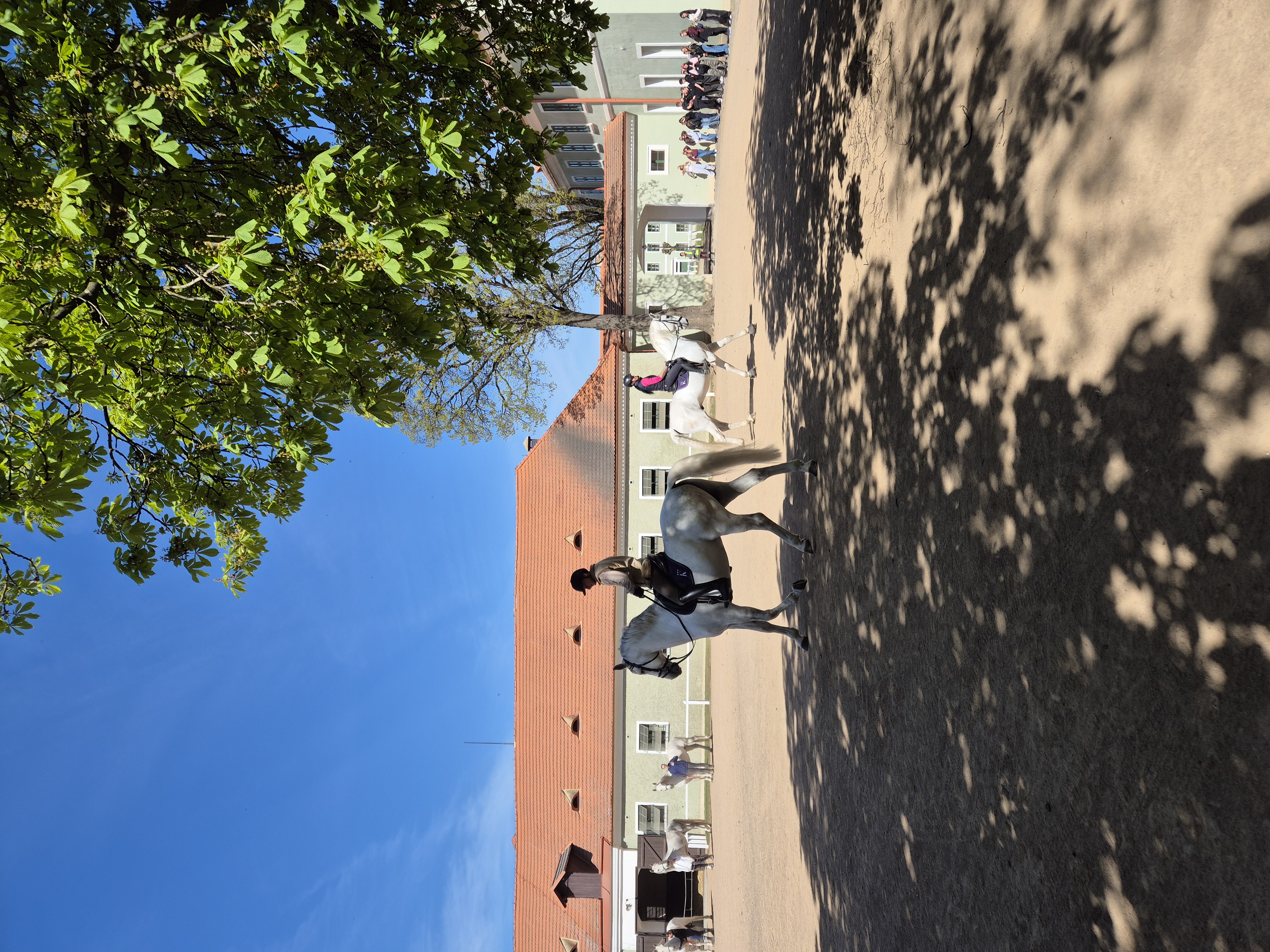 Národní hřebčín Kladruby nad Labem, státní příspěvková organizace foto 4