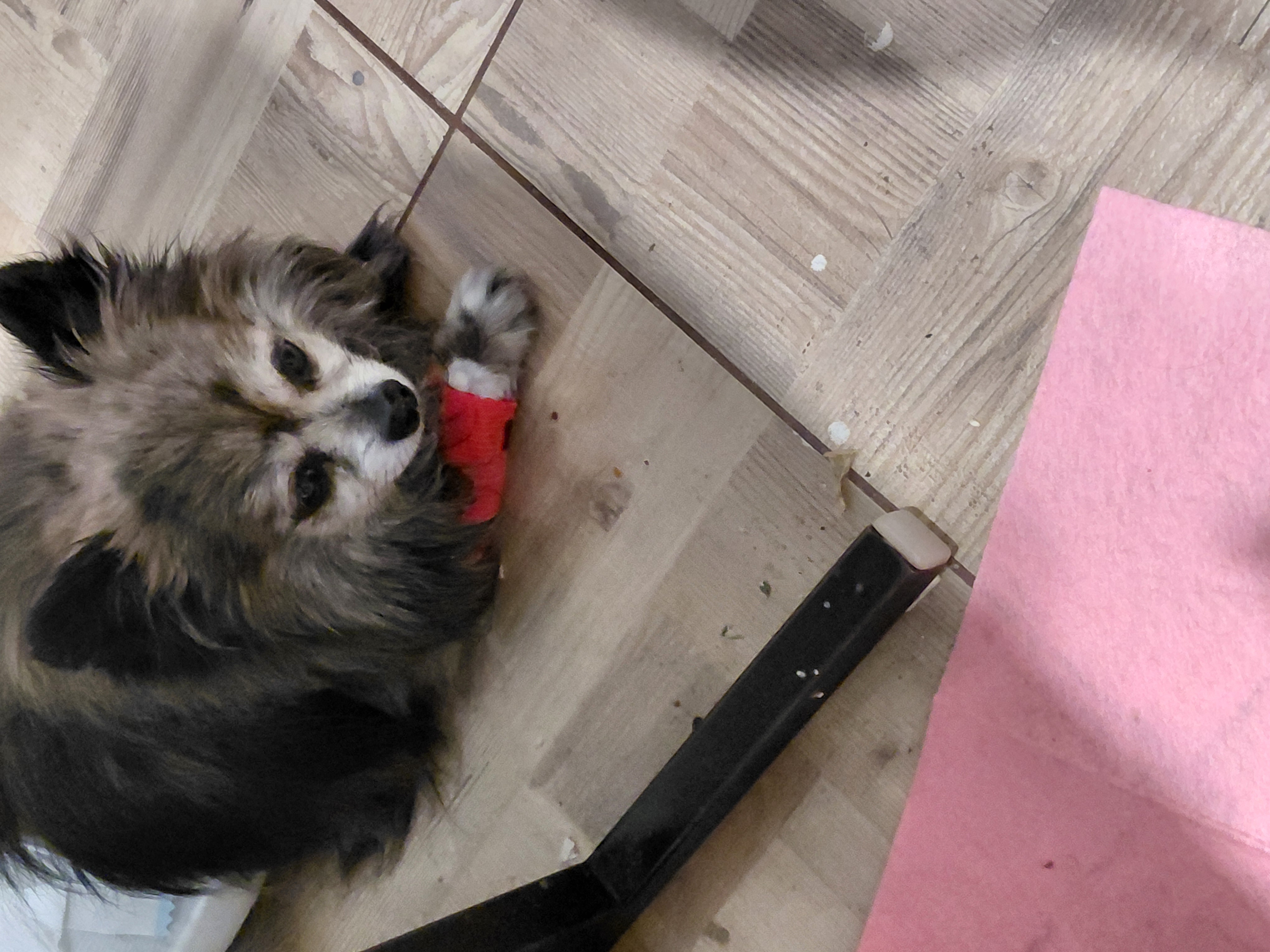 Veterina Uhříněves foto 5