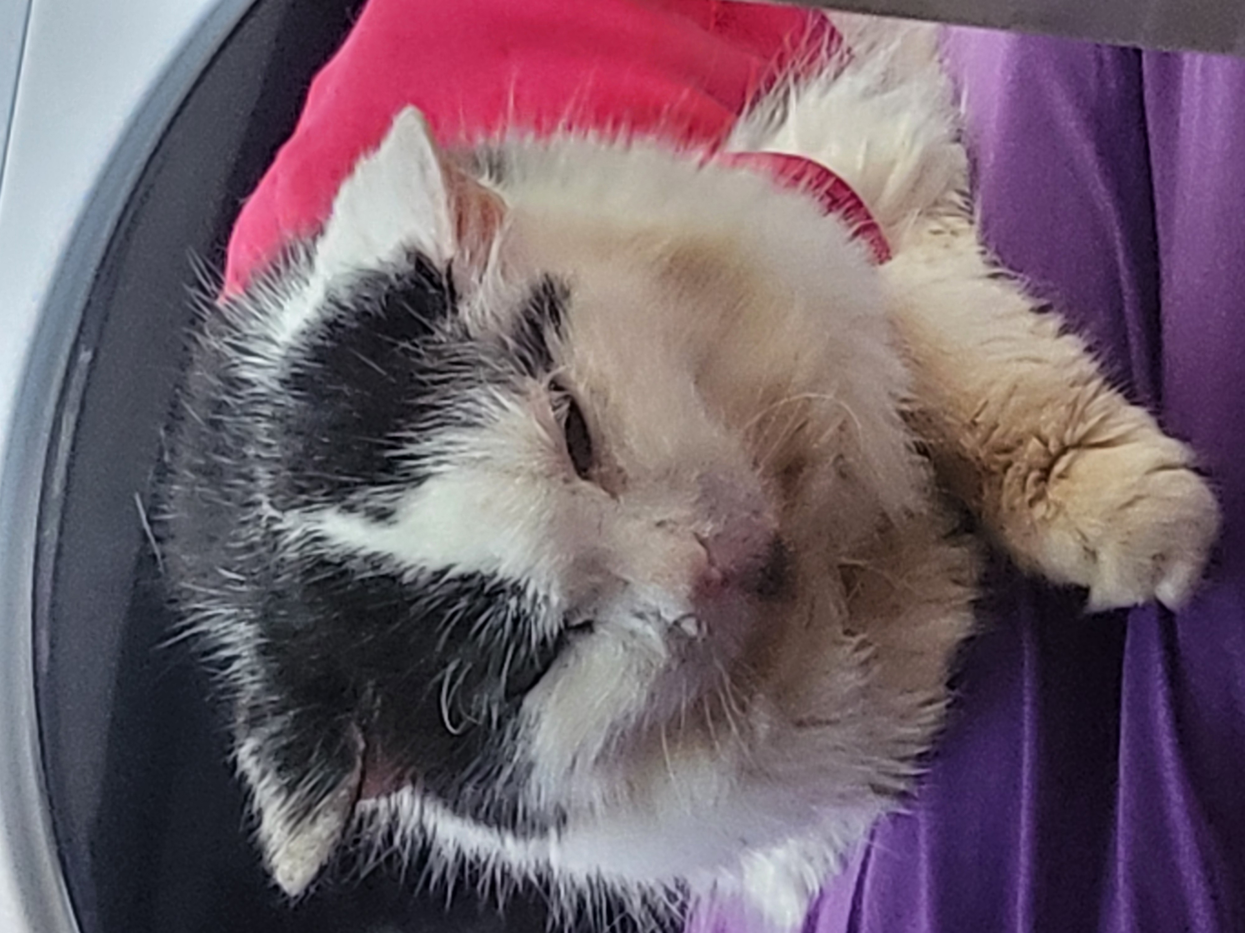 RegiaVet - veterinární klinika foto 3