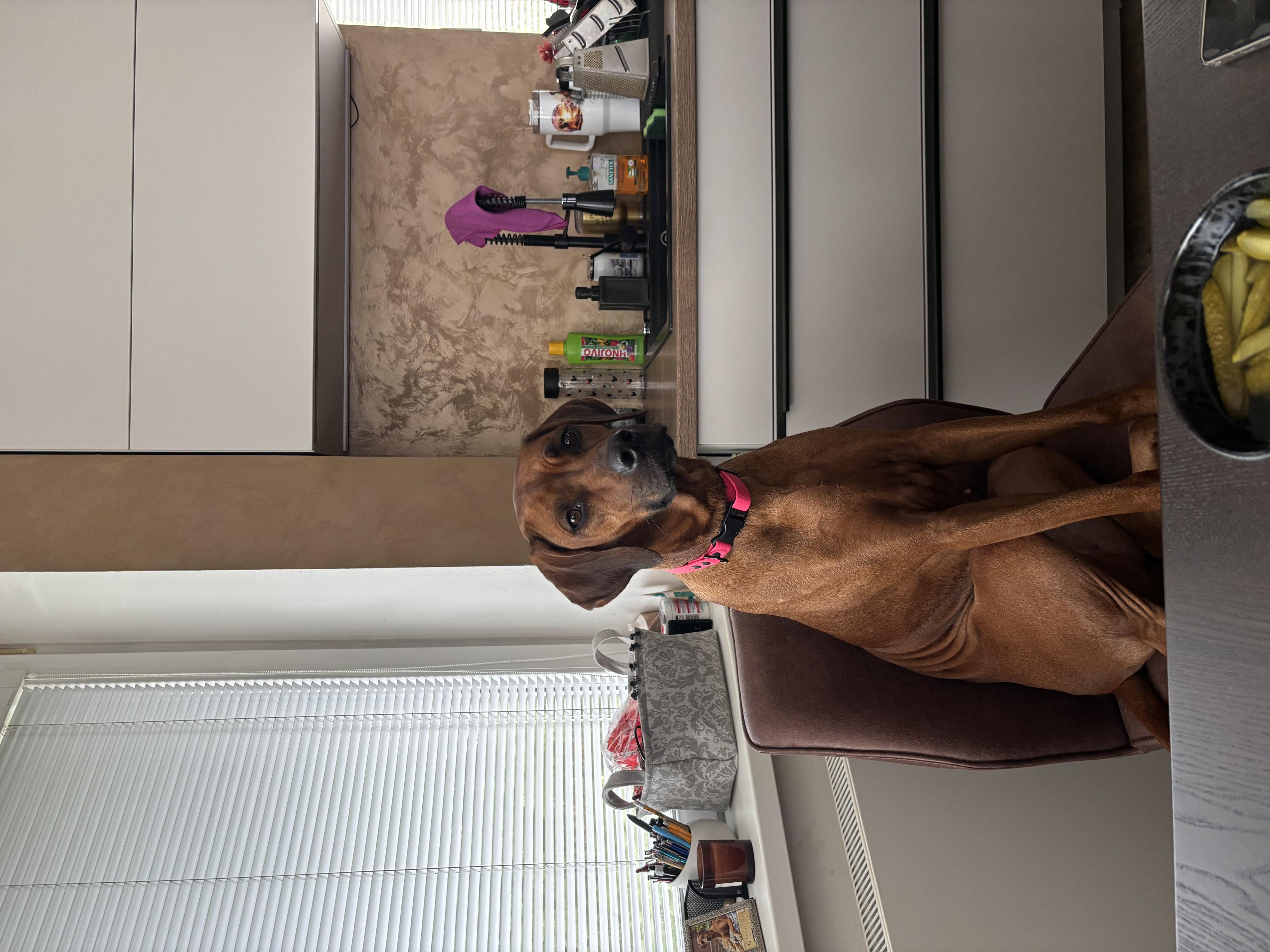 Chovatelská stanice Rhodéských ridgebacků Rhodesian Shine foto 1