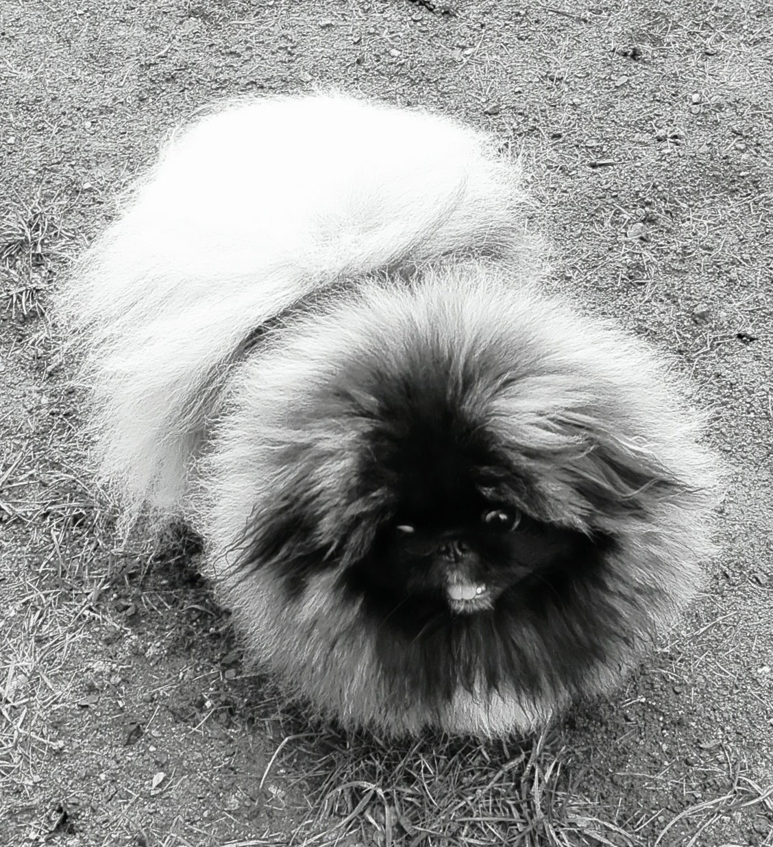 Veterinární klinika - MVDr. Foltýn René foto 2