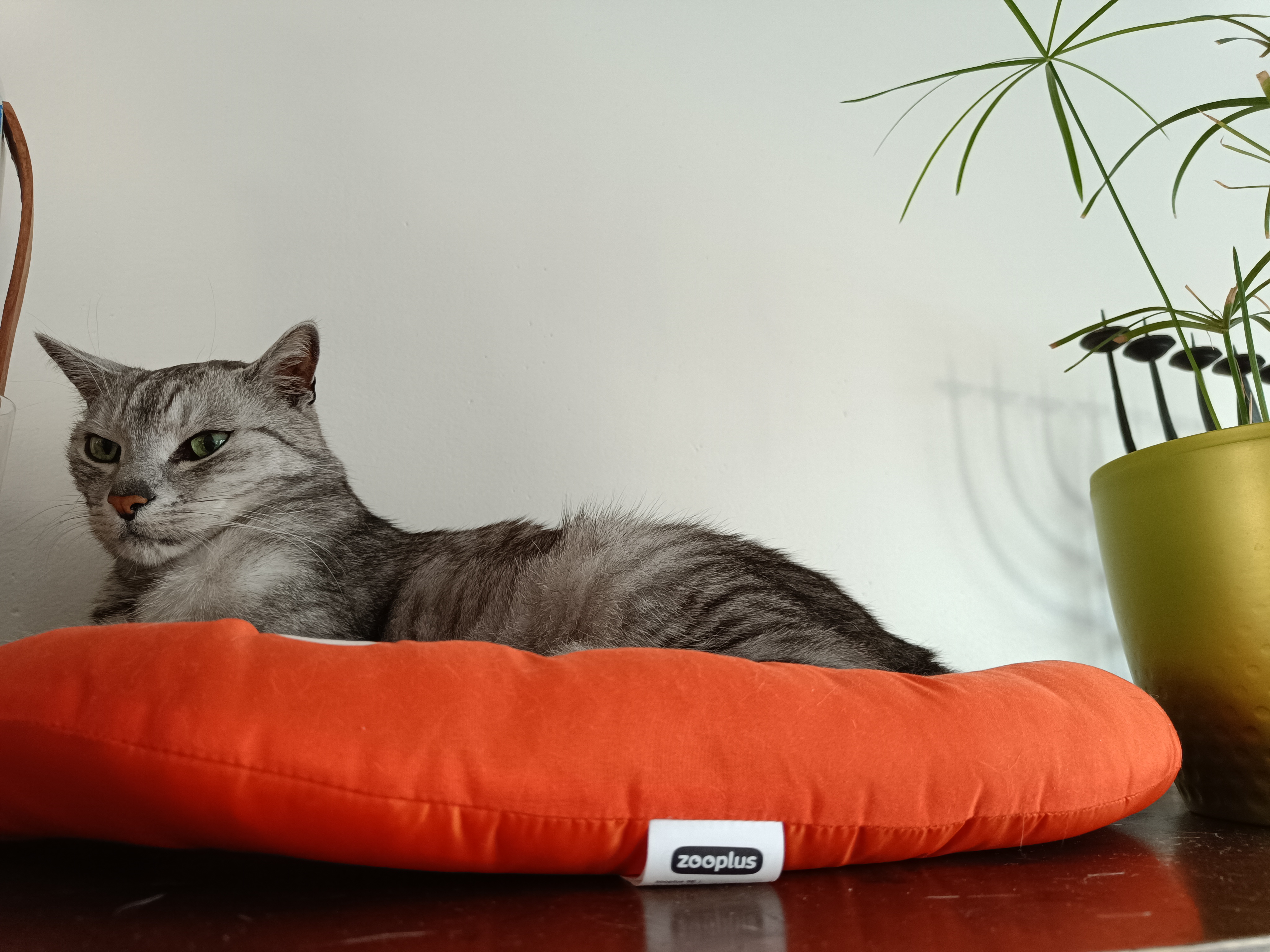 Labvet.cz - veterinární laboratoř a ordinace foto 2