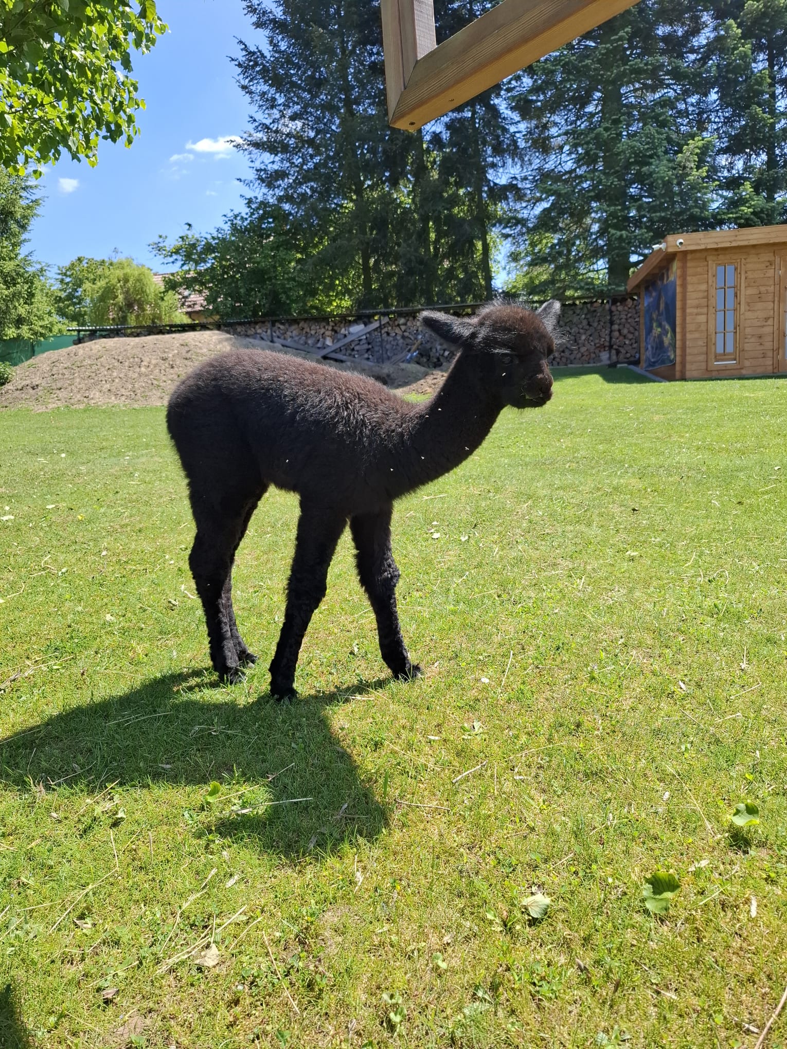 Alpaky z Posázaví foto 1