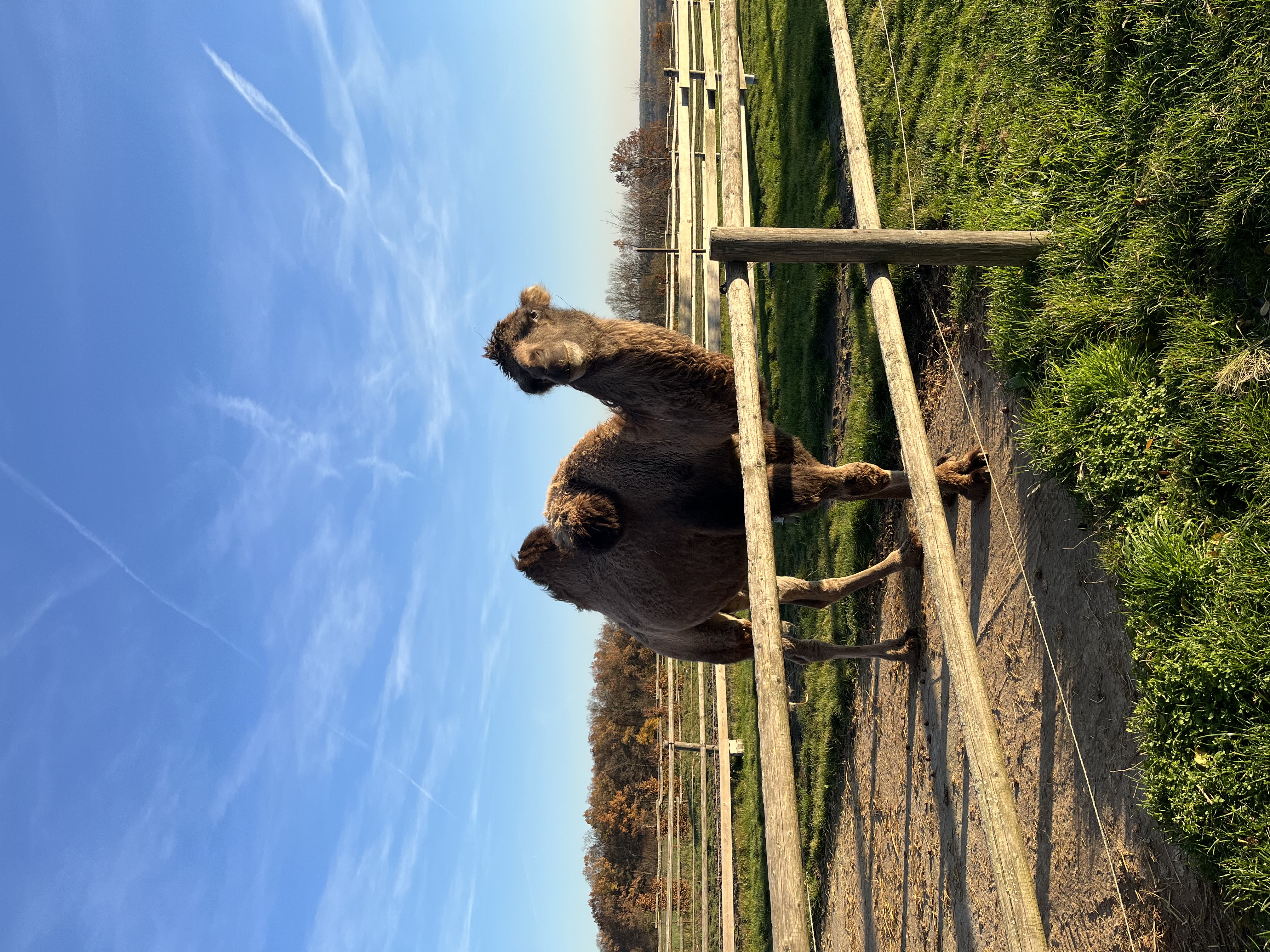 Ranč U kulhavýho velblouda foto 2