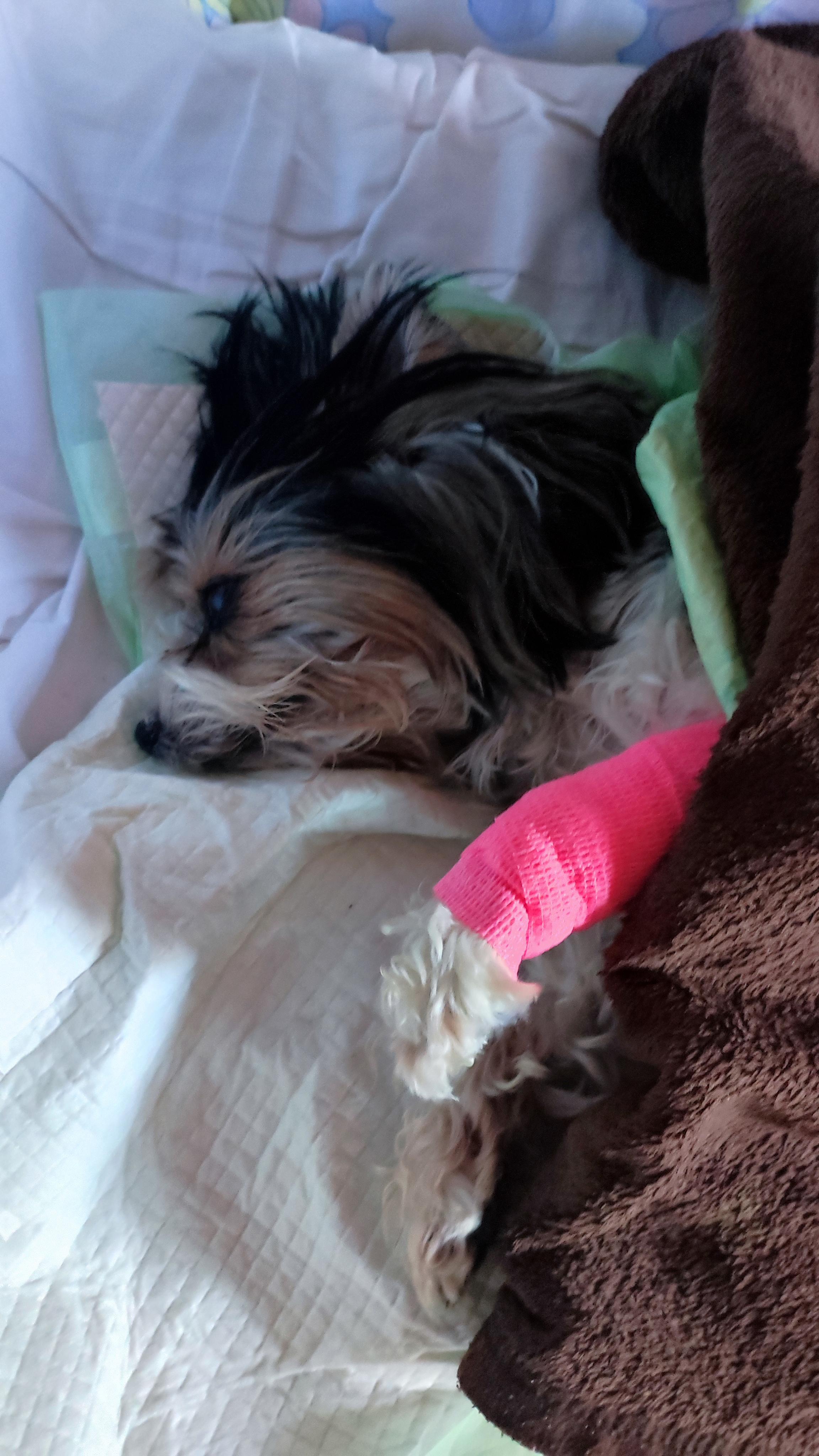 Veterinární klinika Kaděra, s.r.o. foto 2