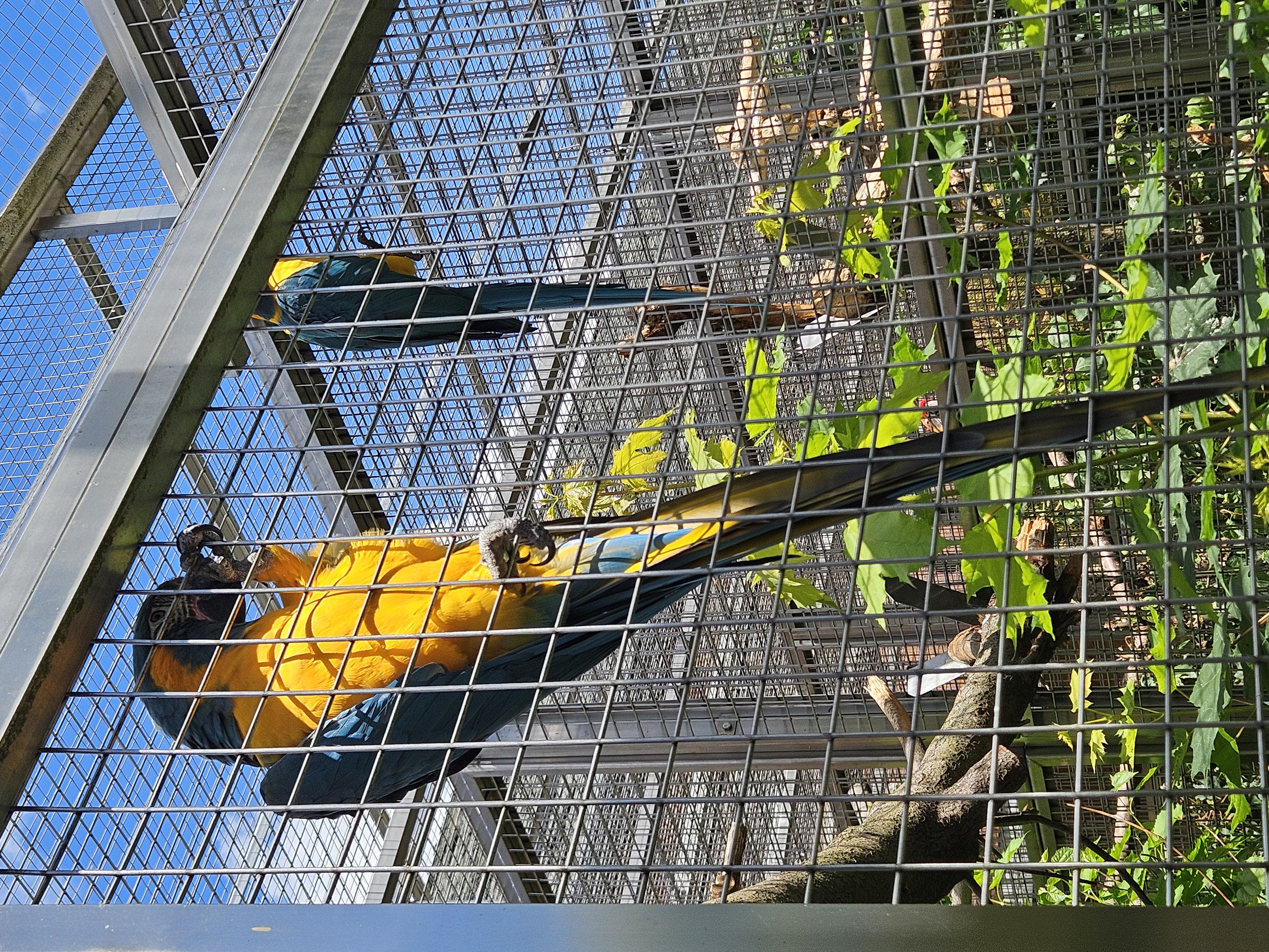 Papoušcí zoologická zahrada foto 2