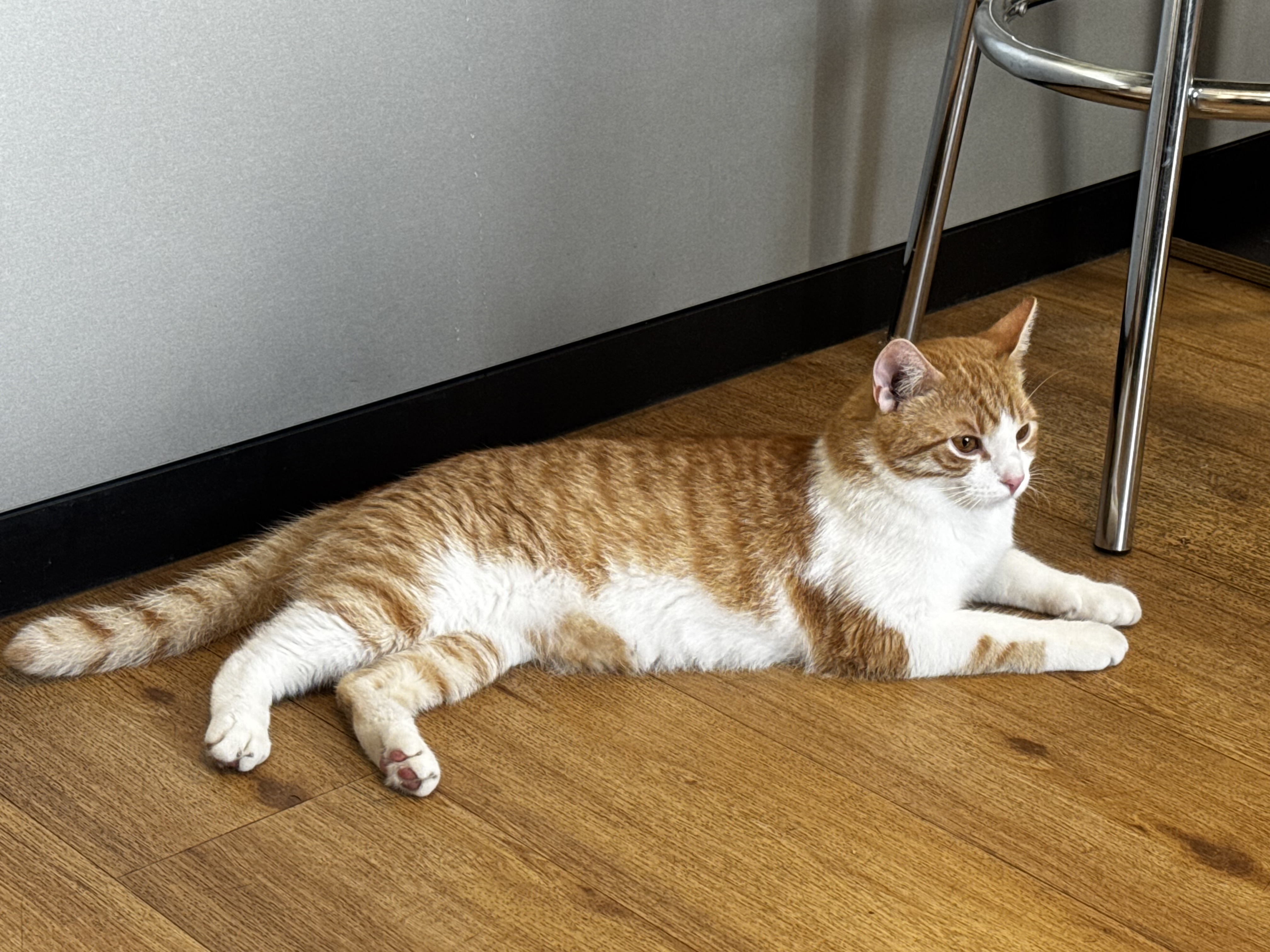 Kočičí Ráj - adopční kavárna foto 3