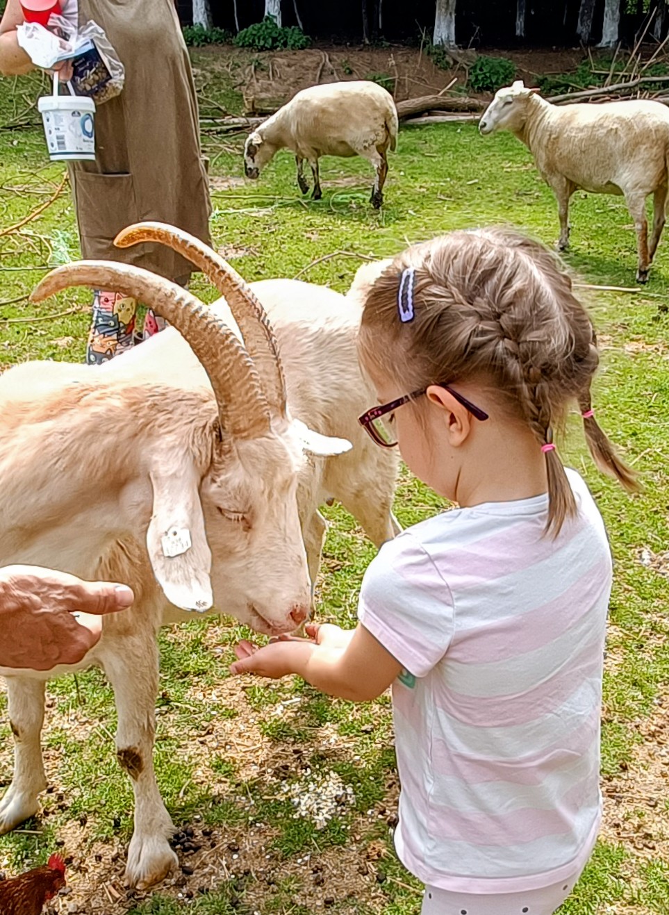 Kontaktní Zoopark - Farma Kapsa, z.s. foto 3