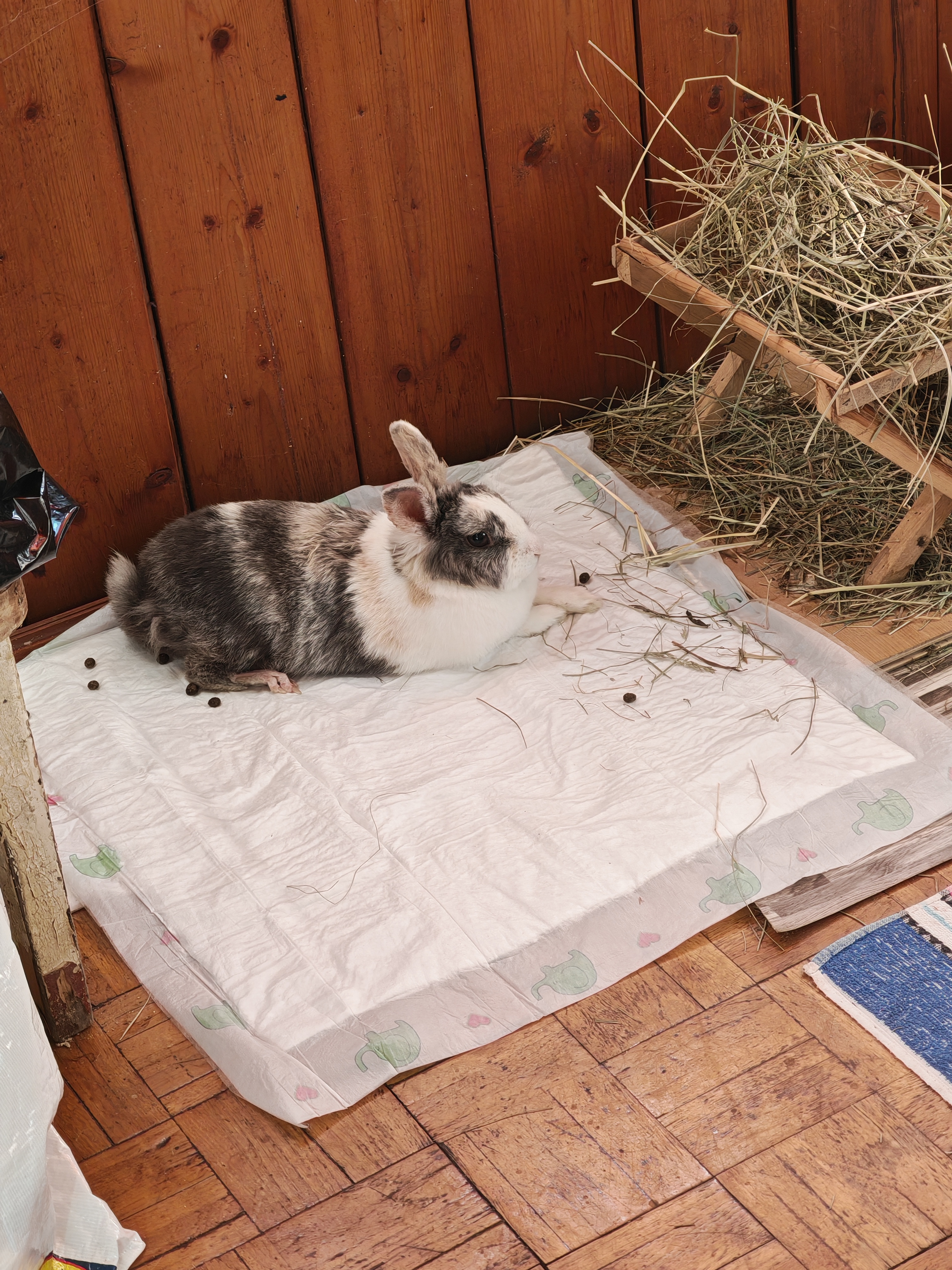 Veterinární klinika Benešov foto 5