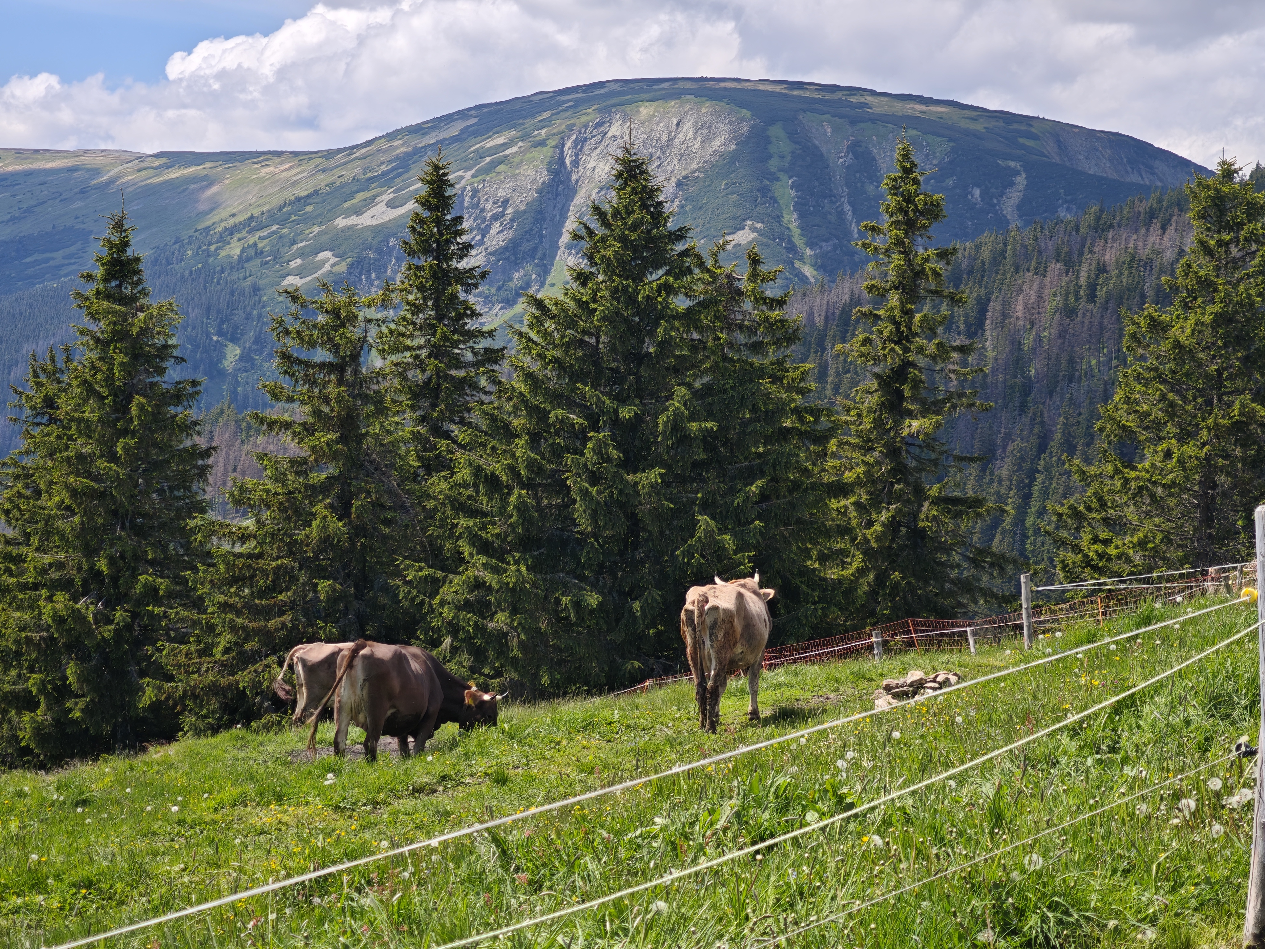 Děčínská bouda - Horská farma foto 3