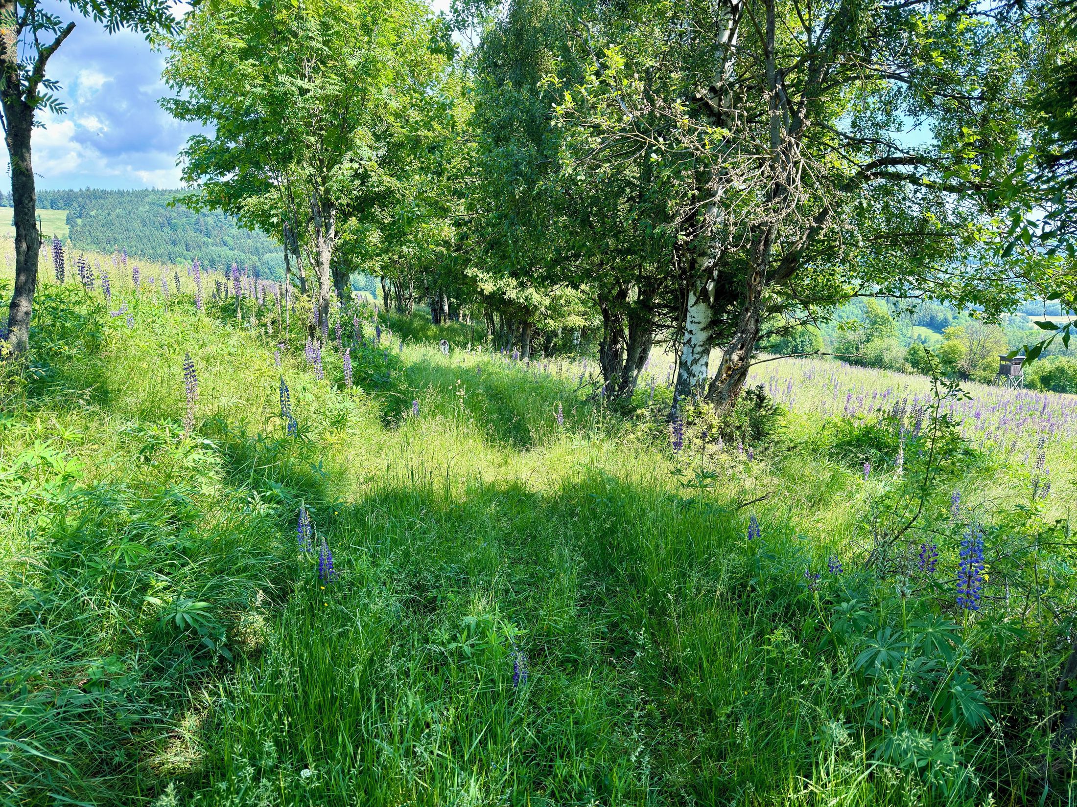 Niedamirów