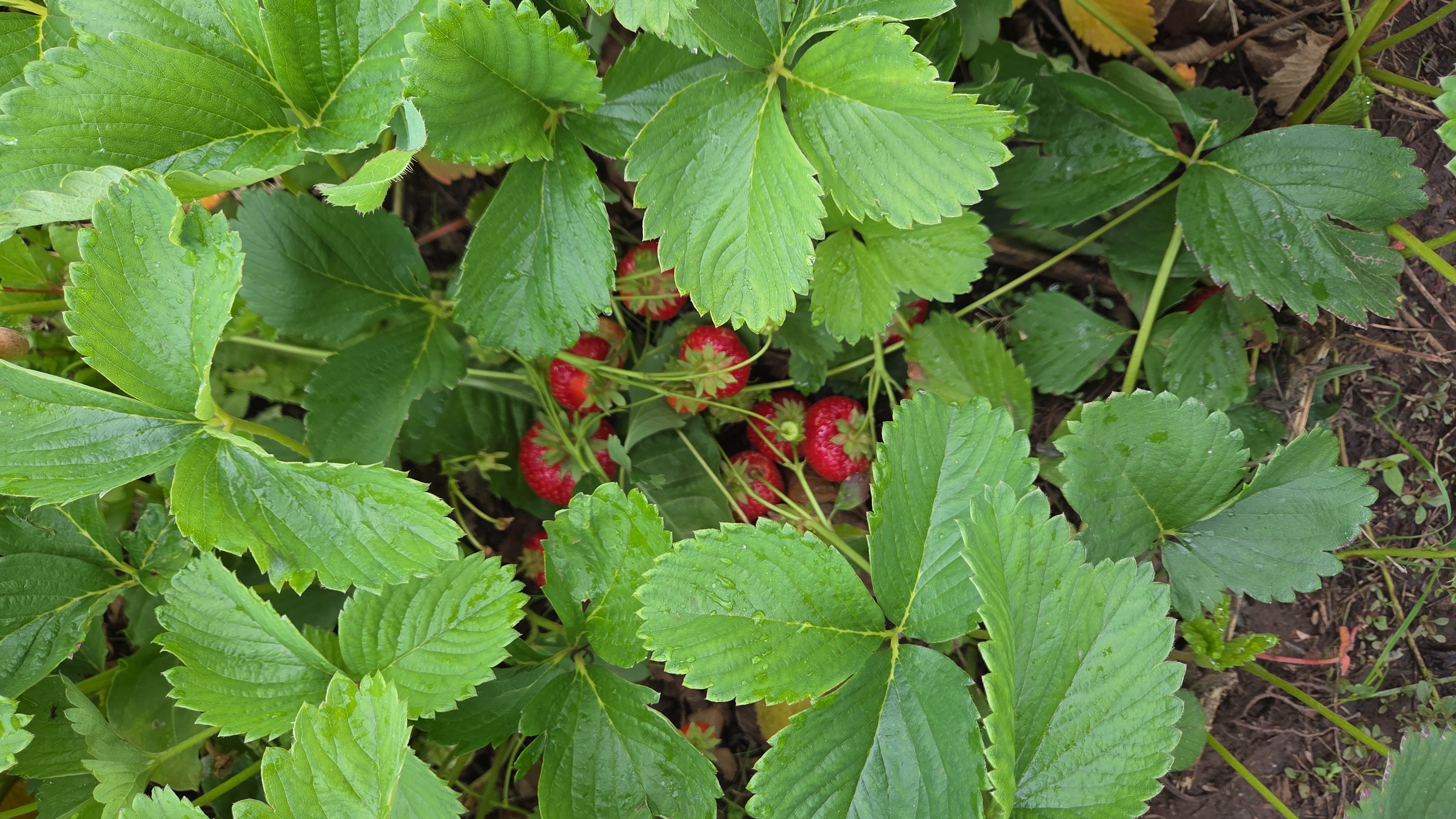Samosběr Černěves foto 6