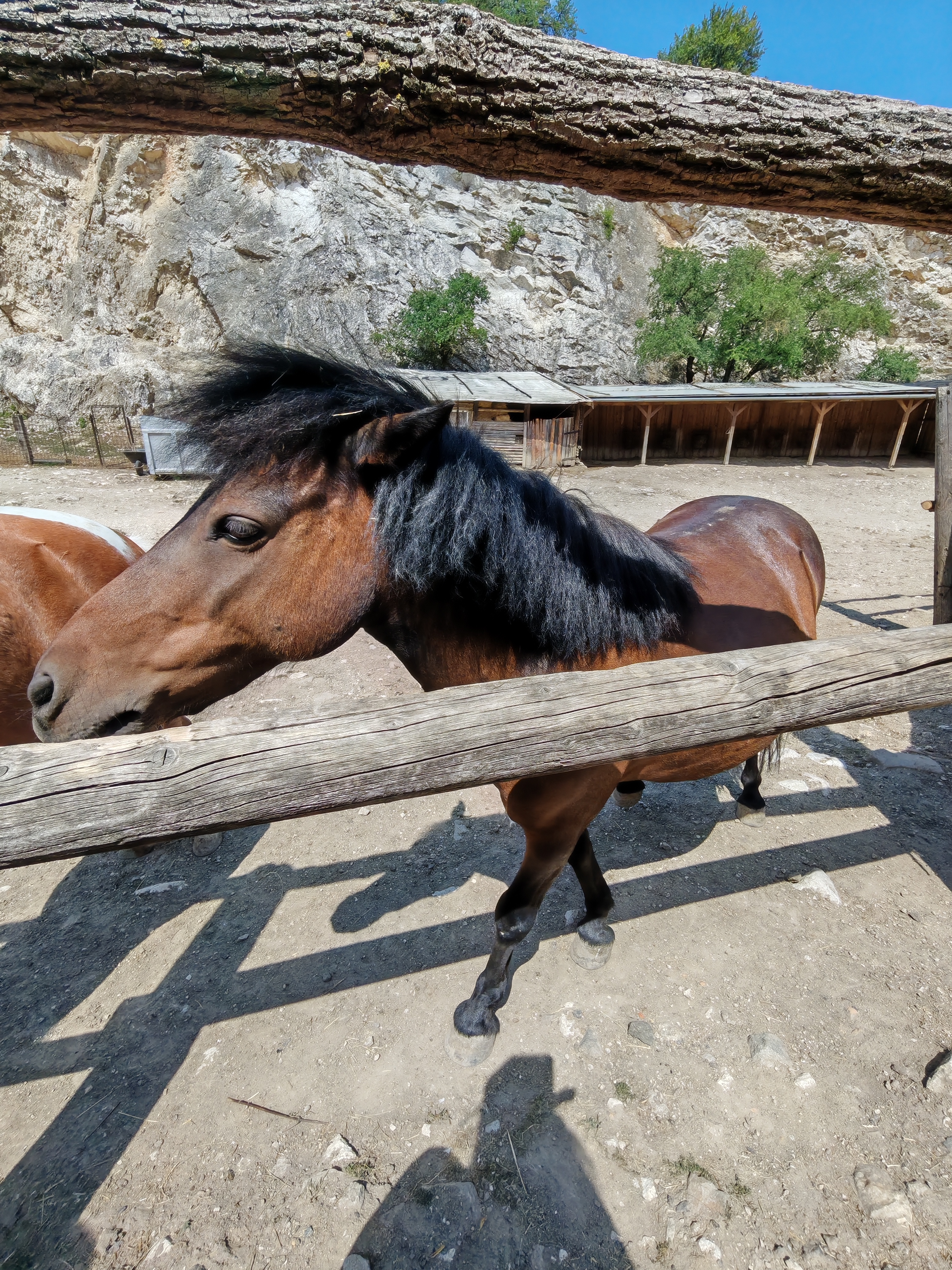Pony ranč foto 3