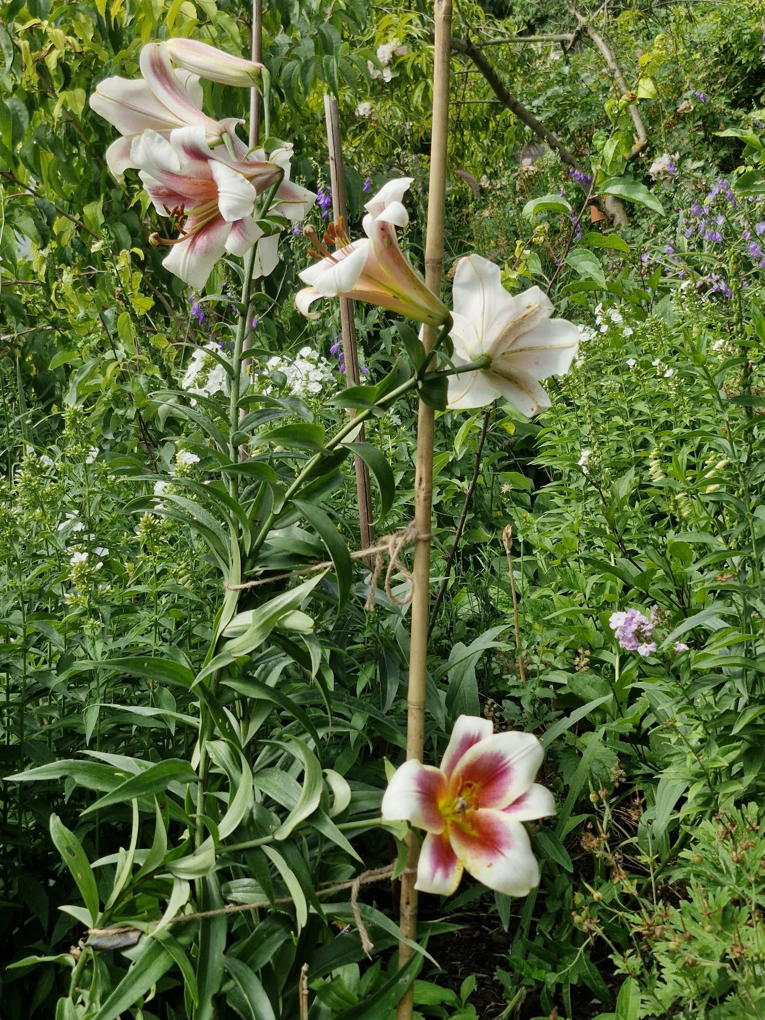 Gardenista.cz foto 5